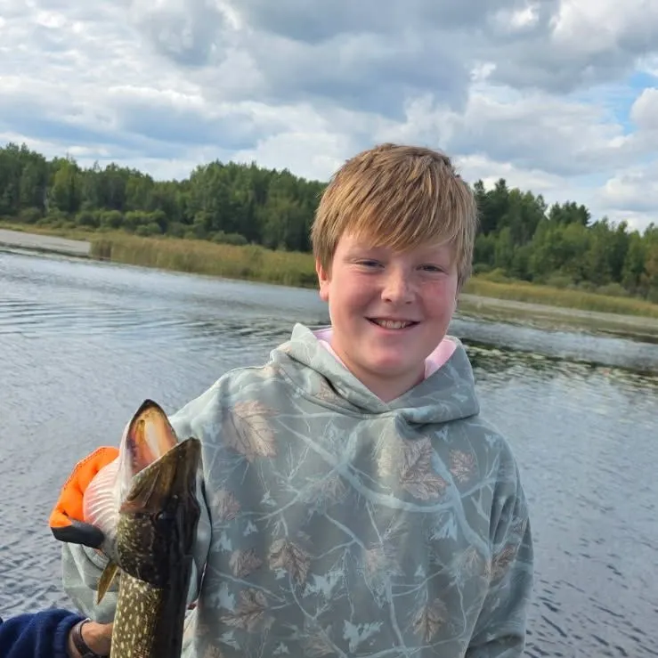 Northern pike caught on Fishbrain