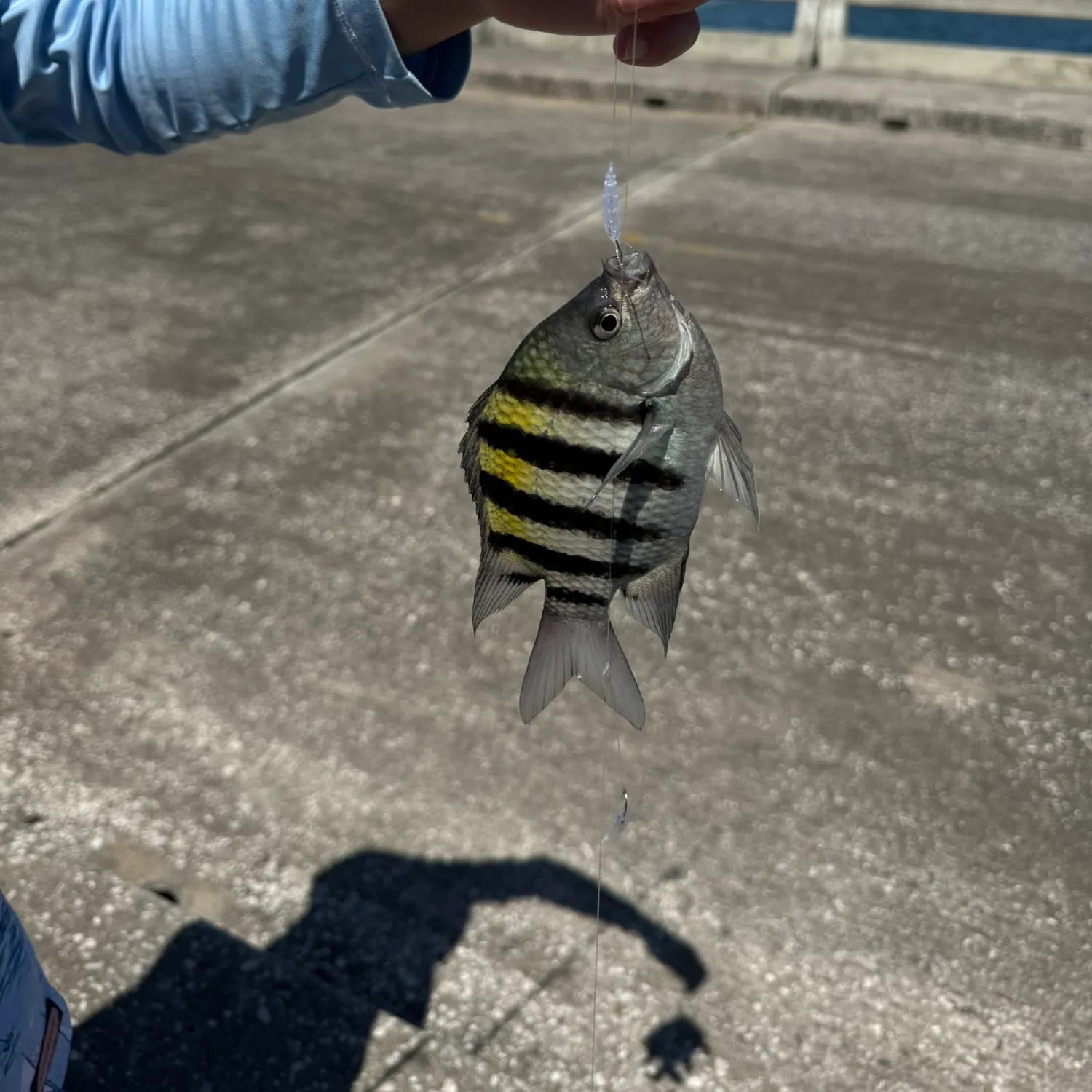 The most recent Sergeant-major catches on Fishbrain