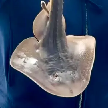 The most recent Thornback ray catches on Fishbrain