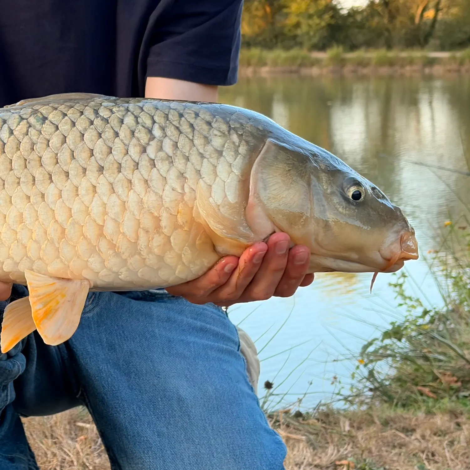 Common carp caught on Fishbrain