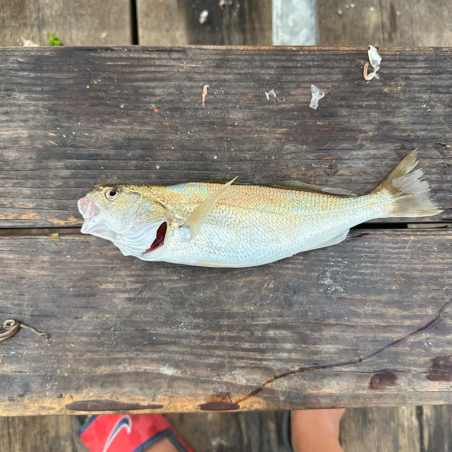 The most recent White croaker catches on Fishbrain