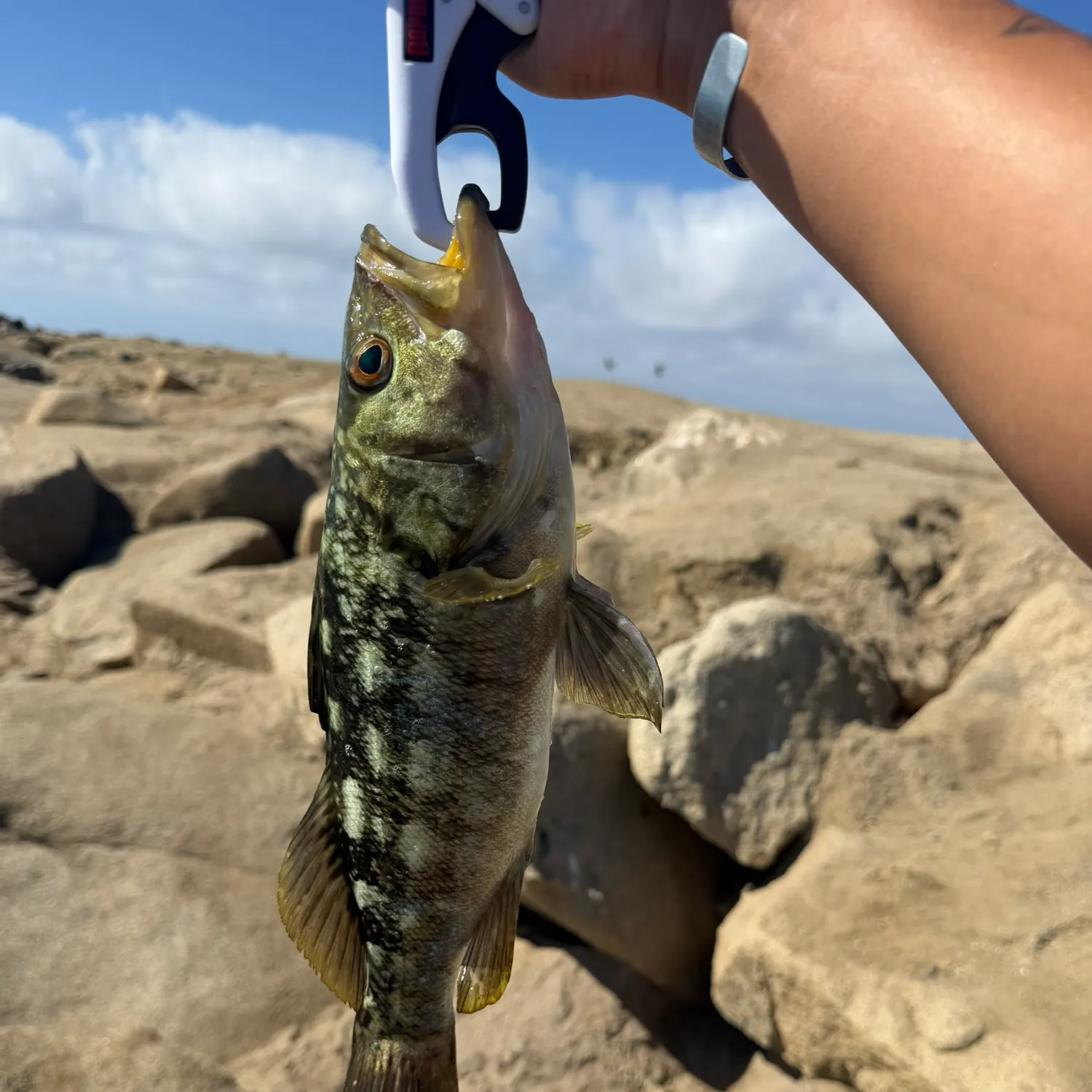 catch
