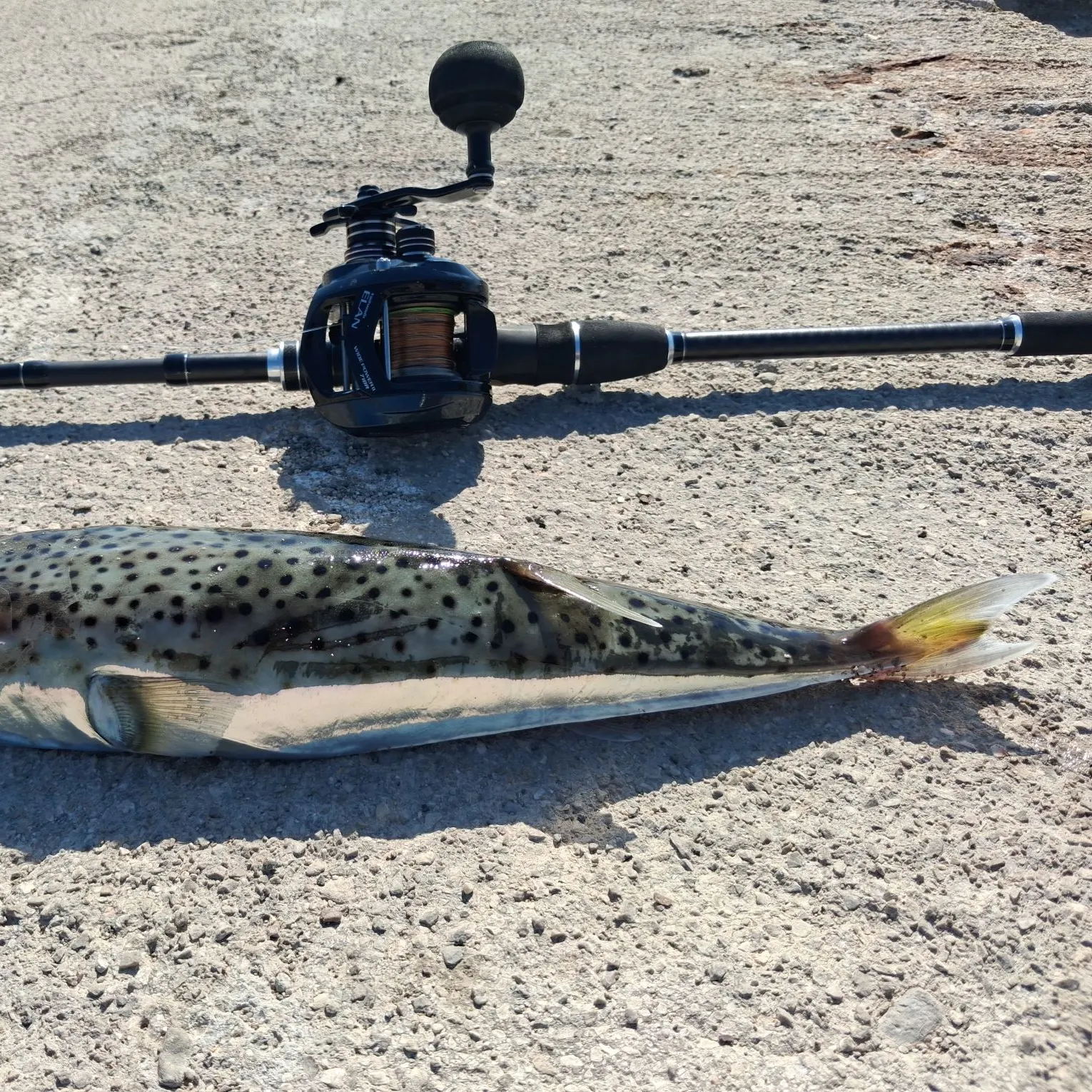 The most recent Silver-cheeked toadfish catches on Fishbrain