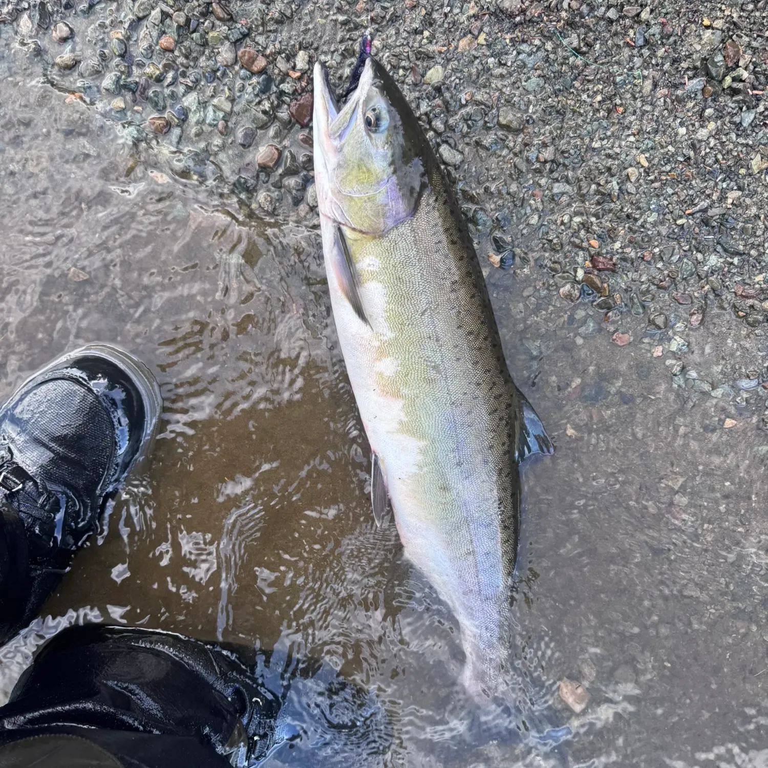 Pink salmon caught on Fishbrain