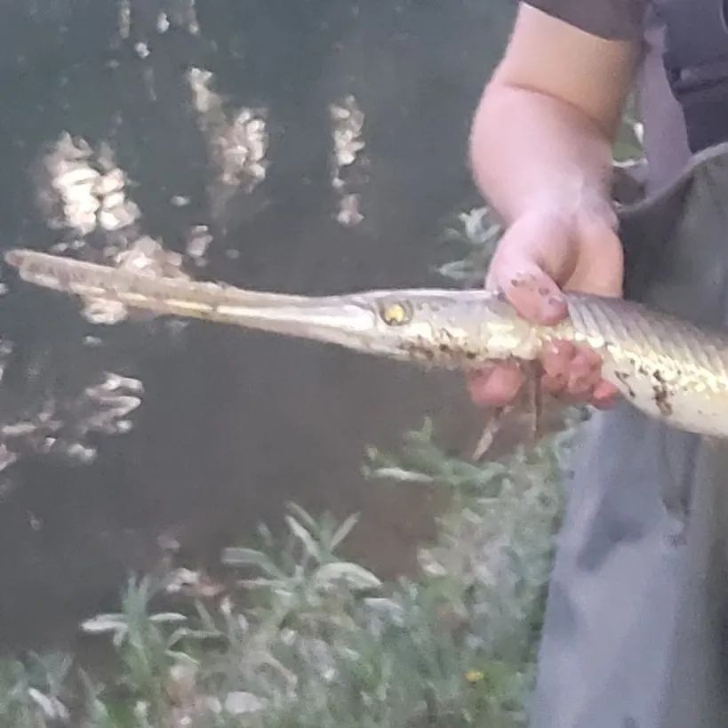 Longnose gar caught on Fishbrain