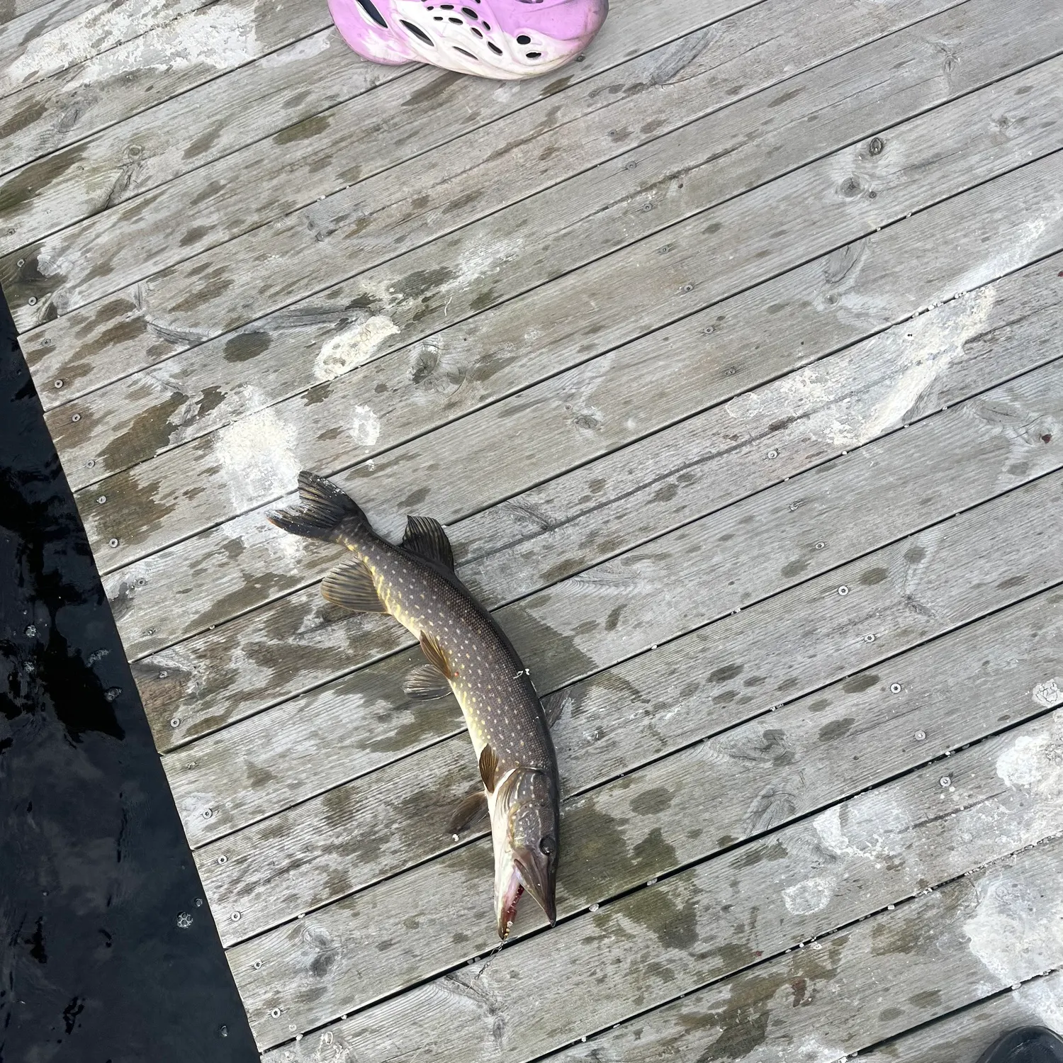 Northern pike caught on Fishbrain