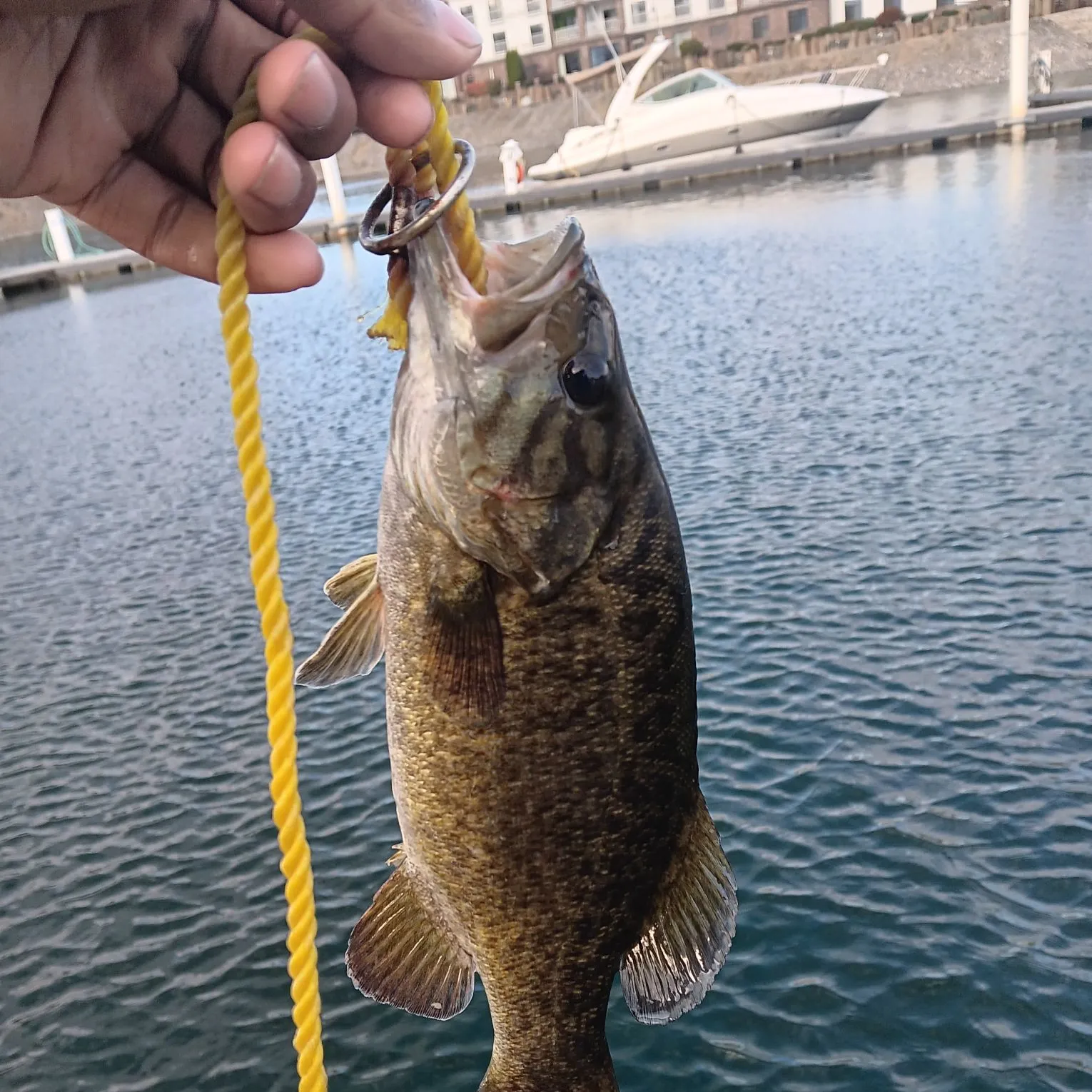 Smallmouth bass caught on Fishbrain