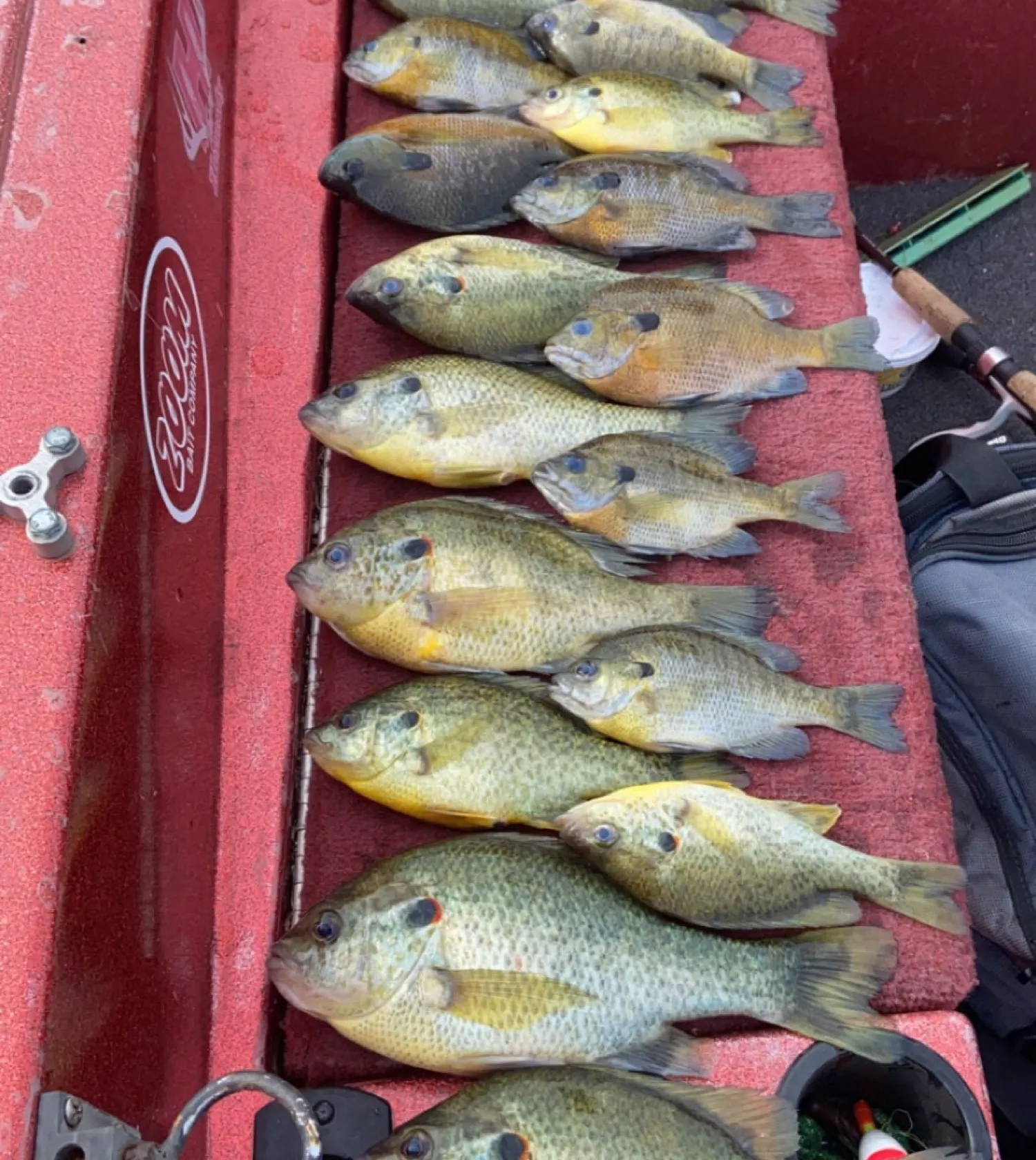 recently logged catches