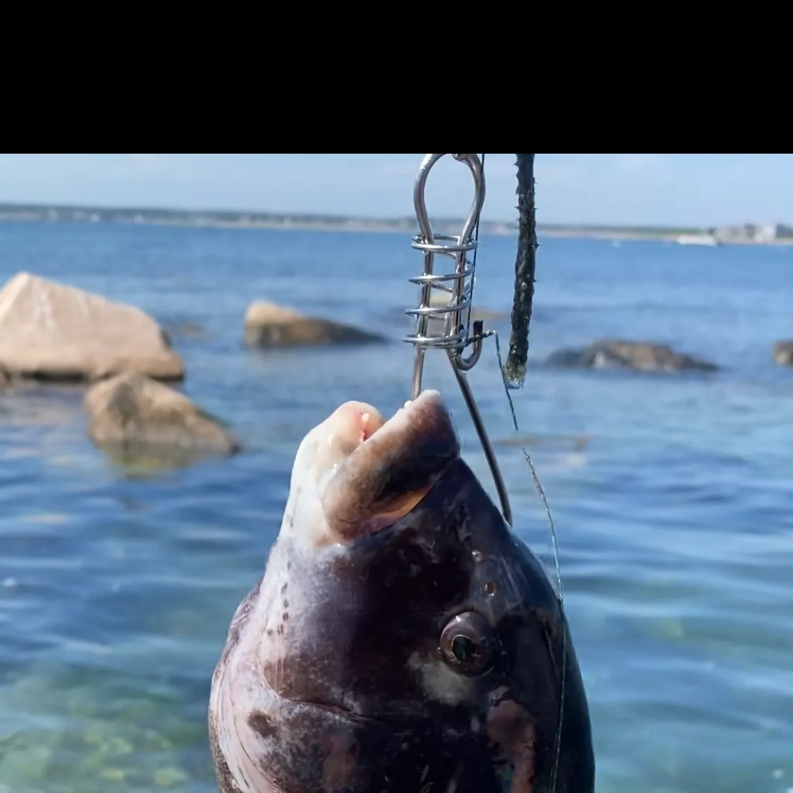 The most recent Tautog catches on Fishbrain