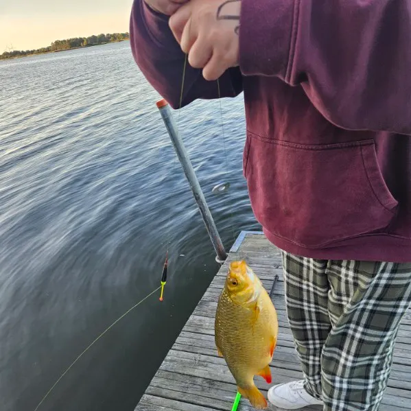 Common rudd caught on Fishbrain