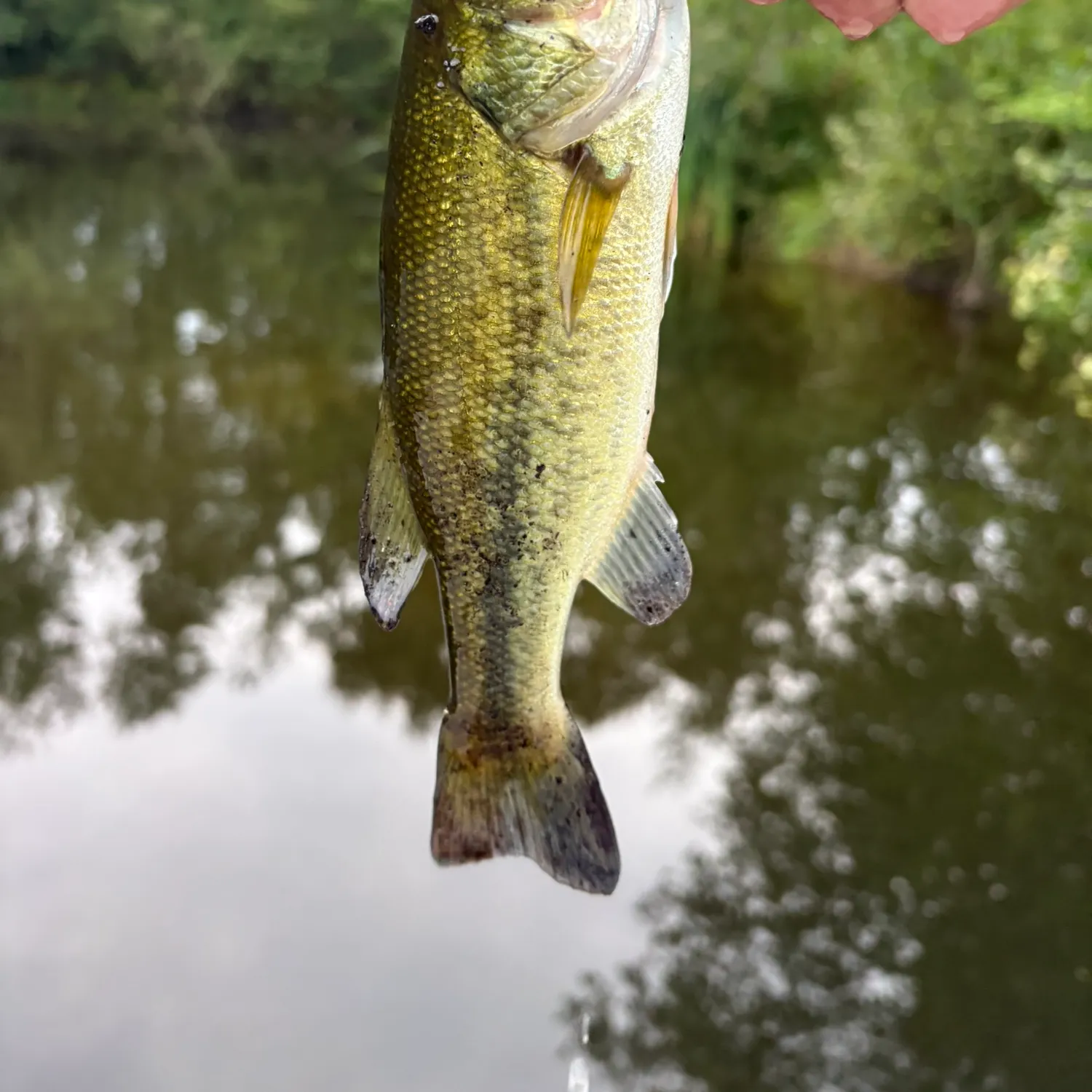 Largemouth bass caught on Fishbrain