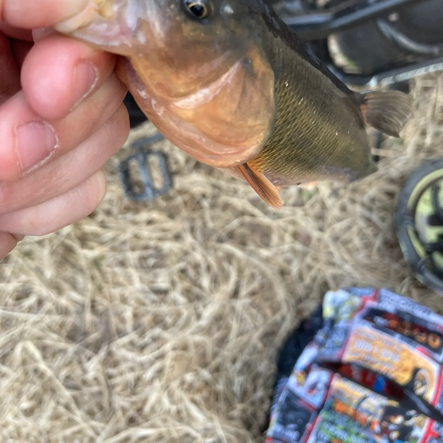 Hornyhead chub caught on Fishbrain