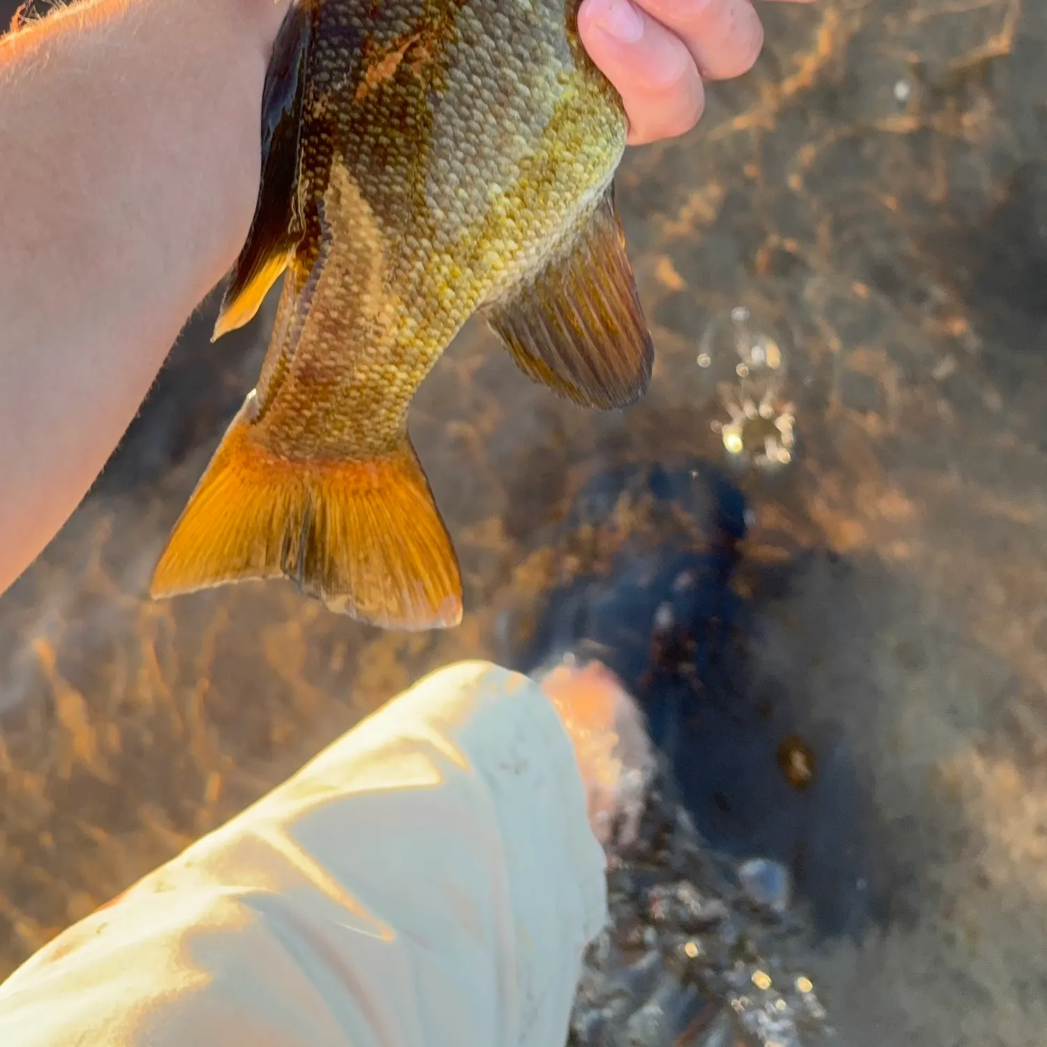 Smallmouth bass caught on Fishbrain