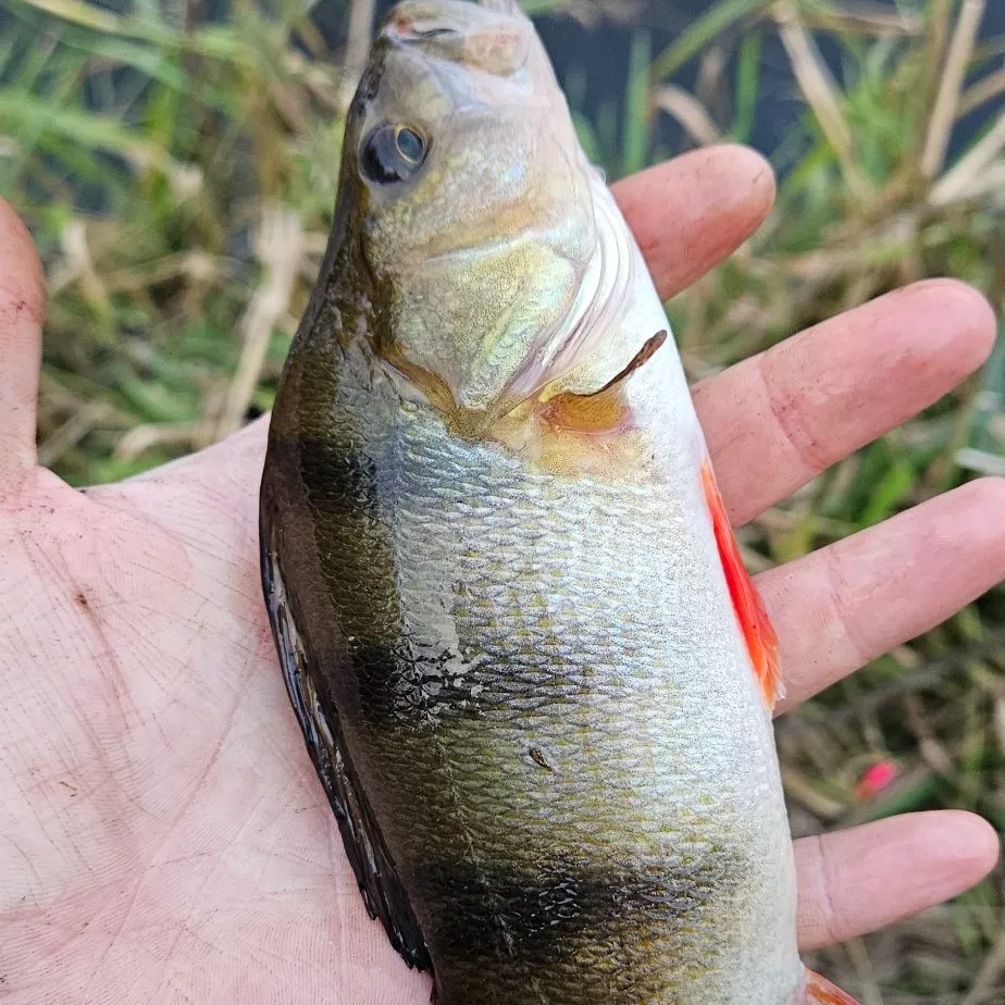 European perch caught on Fishbrain