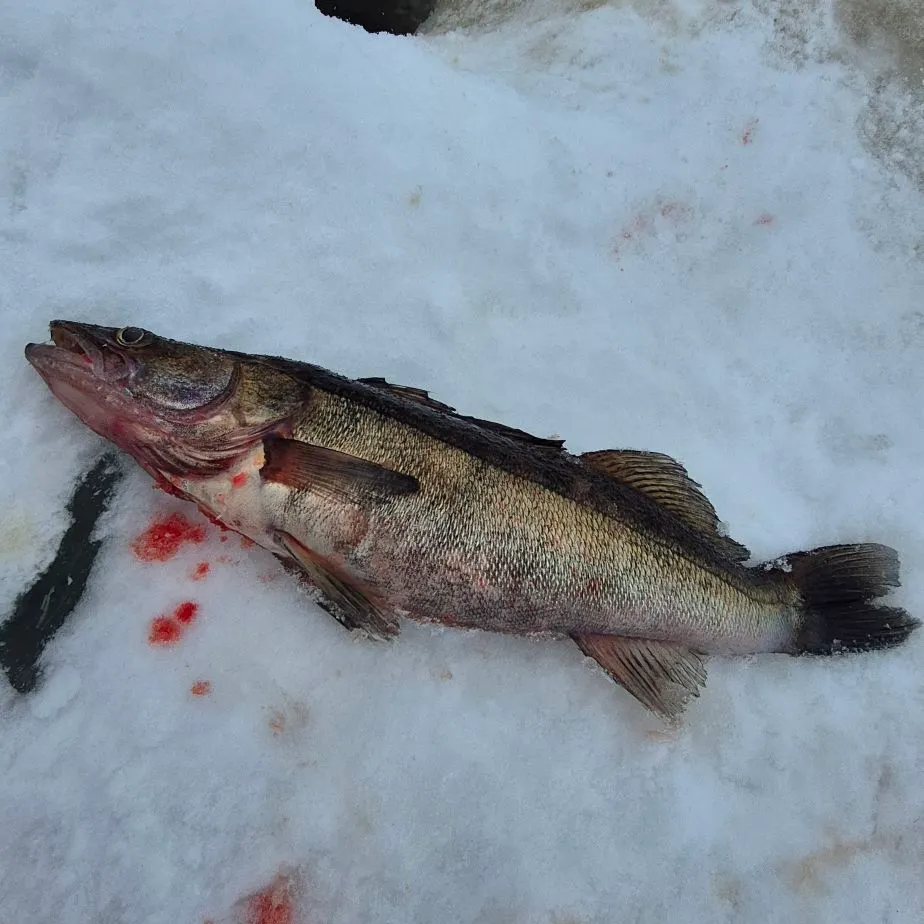 The most recent Zander catches on Fishbrain