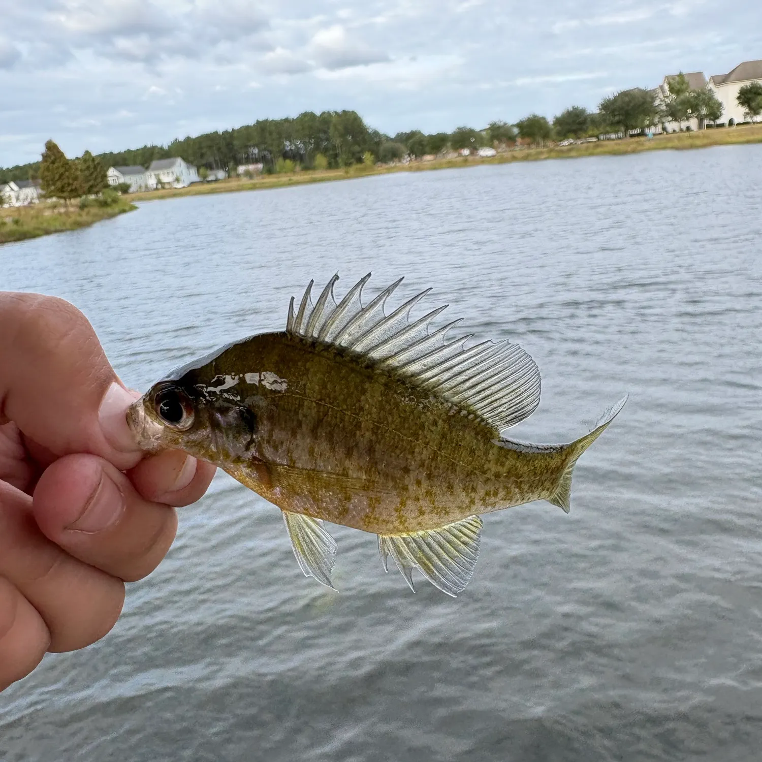 Bluegill caught on Fishbrain