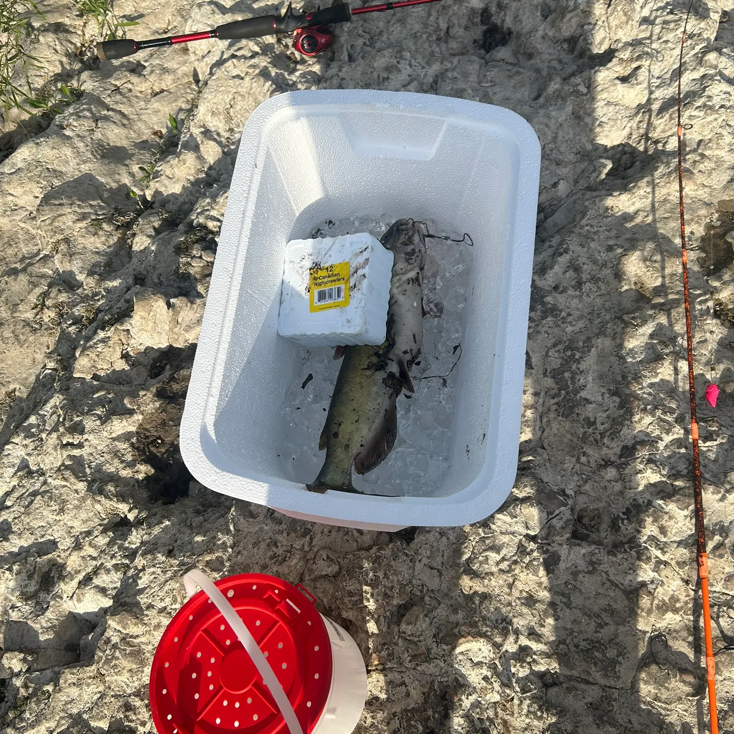 The most recent Channel catfish catches on Fishbrain