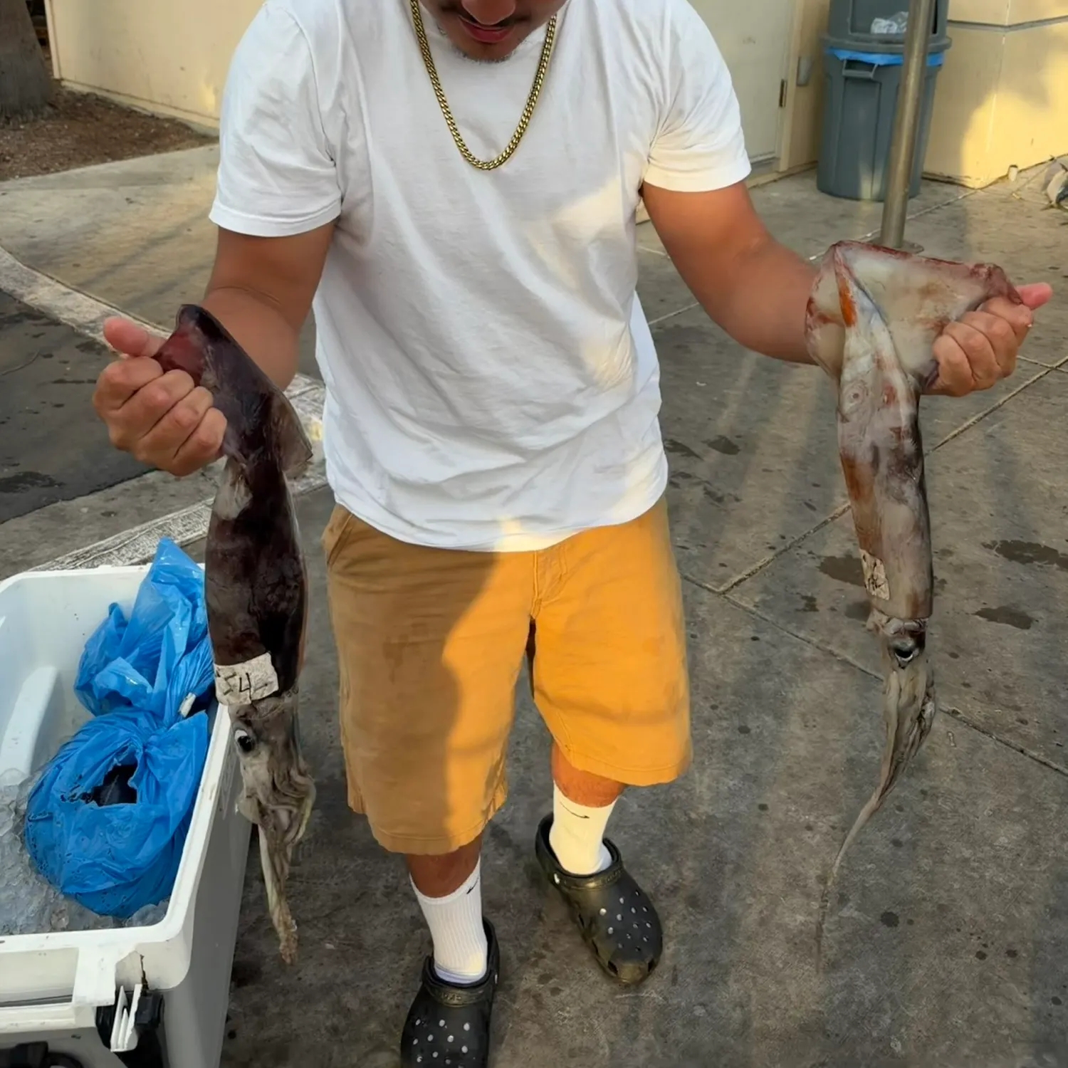 The most recent Humboldt squid catches on Fishbrain