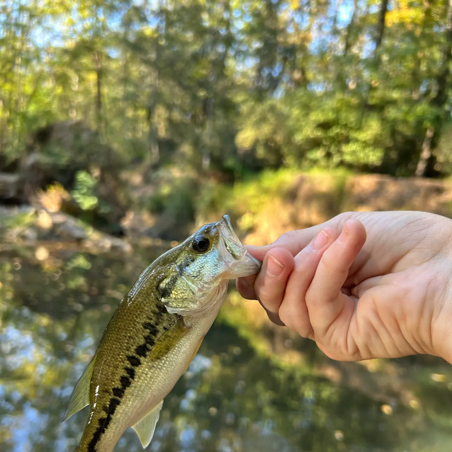 Spotted bass caught on Fishbrain