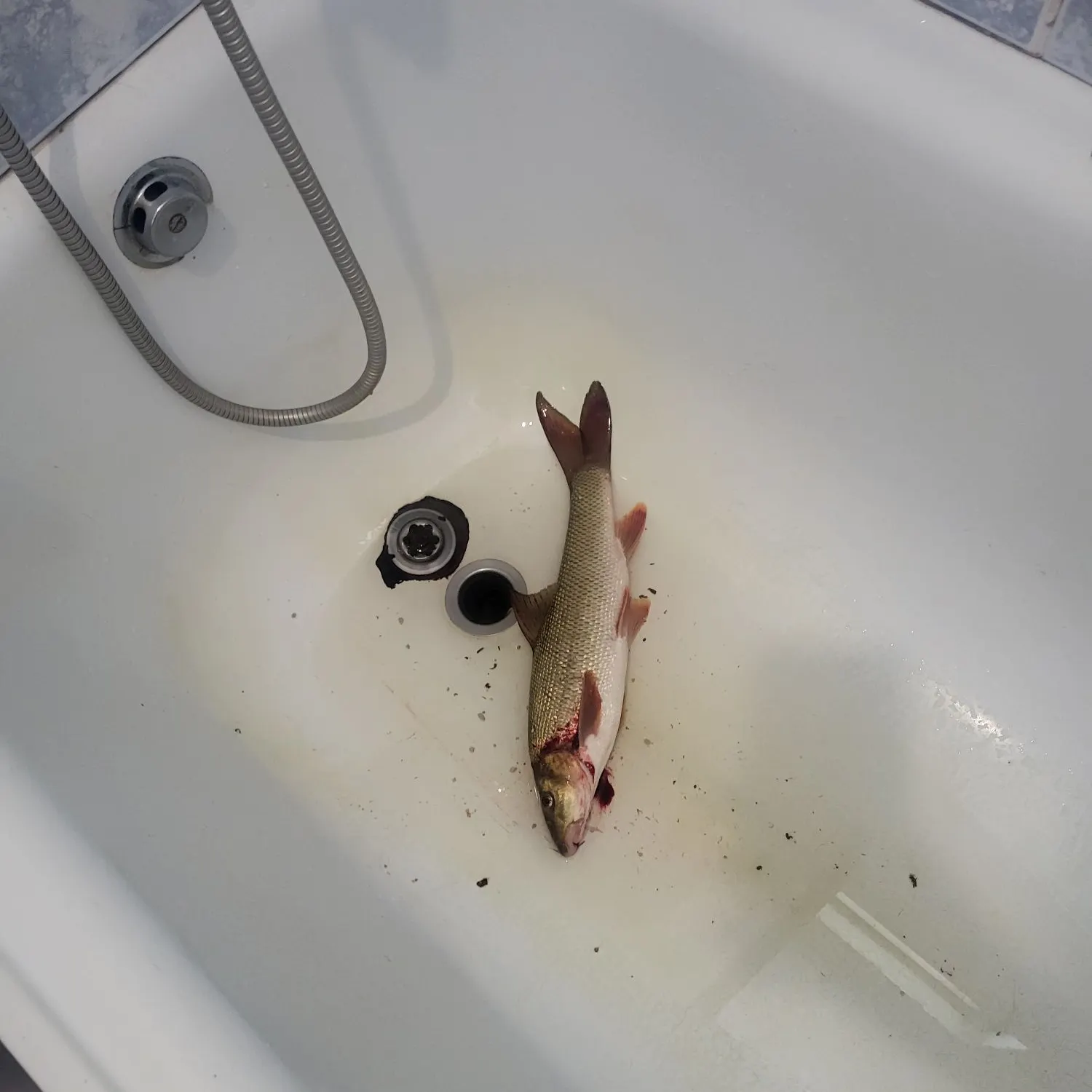 Common barbel caught on Fishbrain