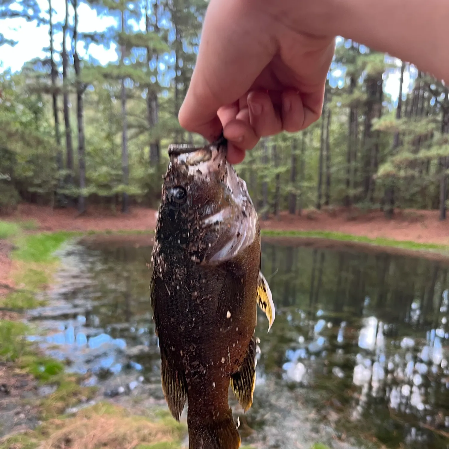 Green sunfish caught on Fishbrain
