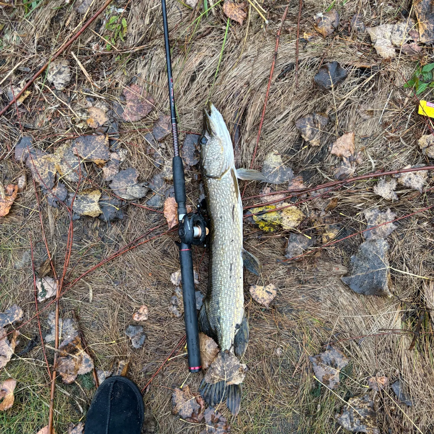Northern pike caught on Fishbrain