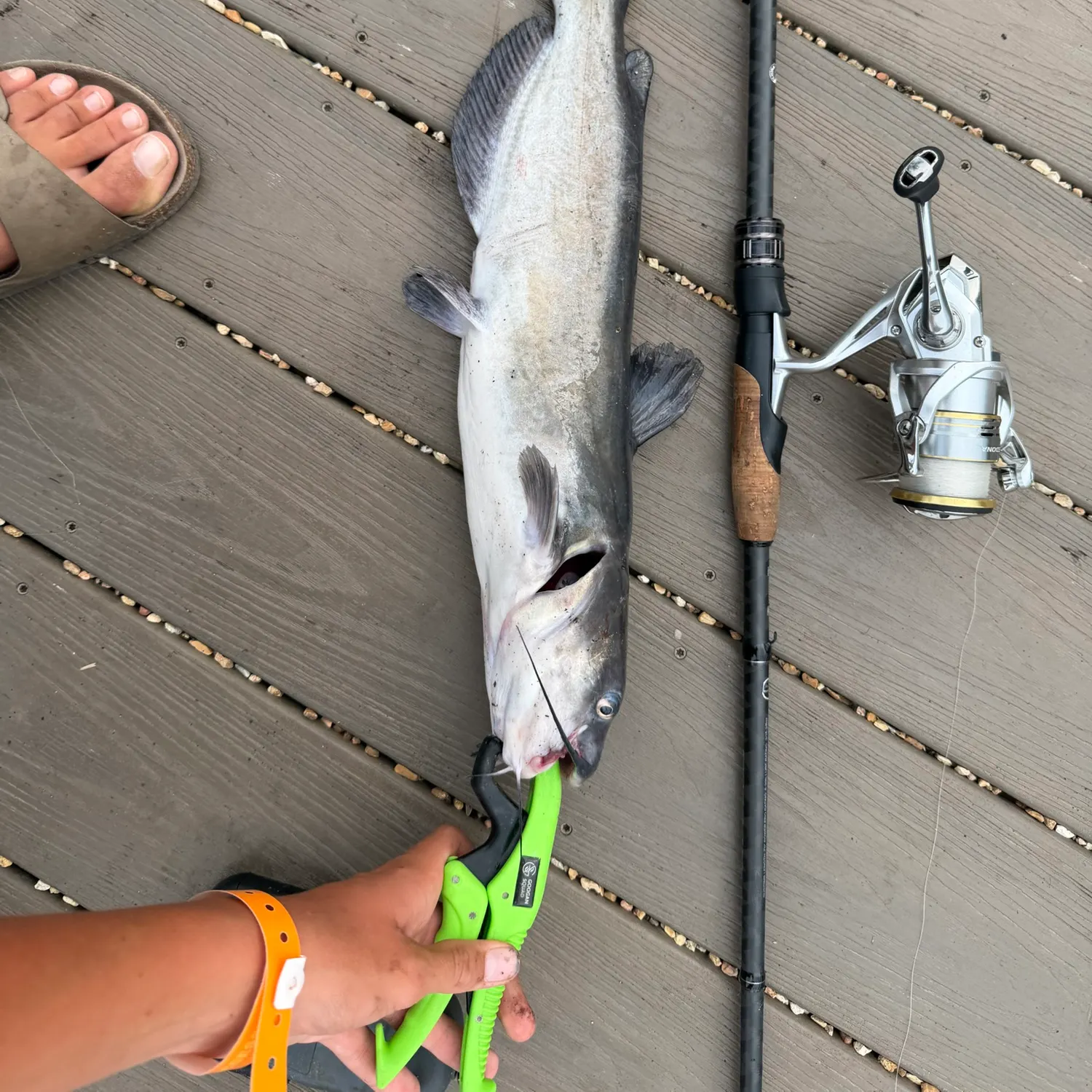 recently logged catches