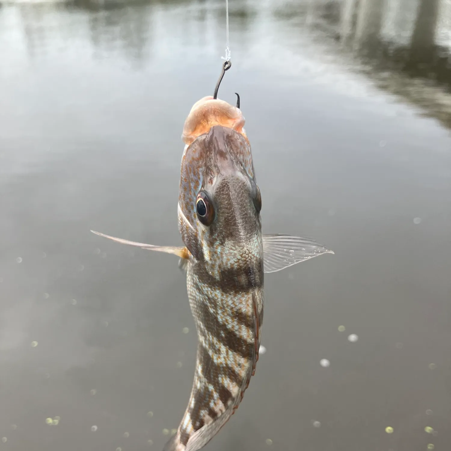 Pigfish caught on Fishbrain