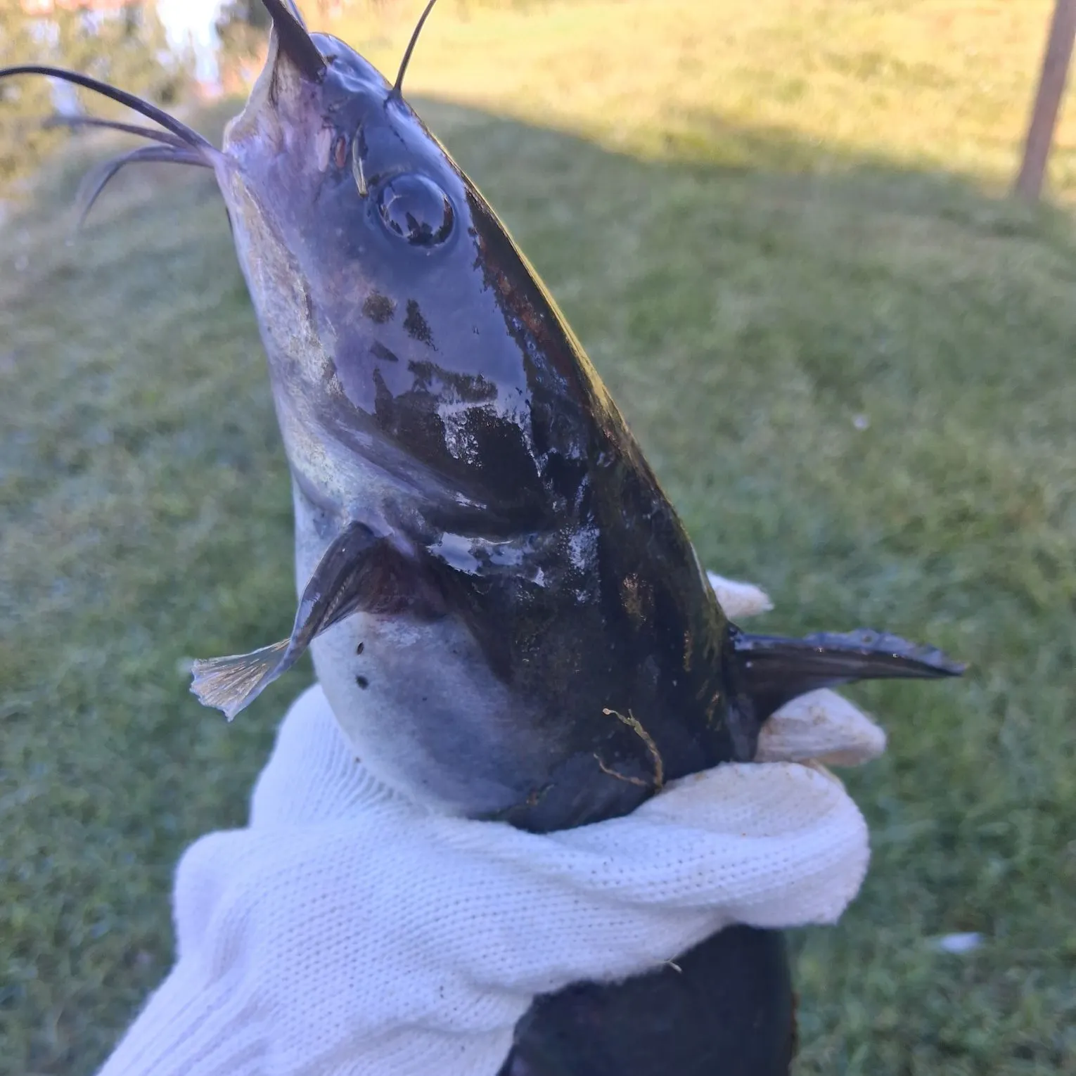 Channel catfish caught on Fishbrain