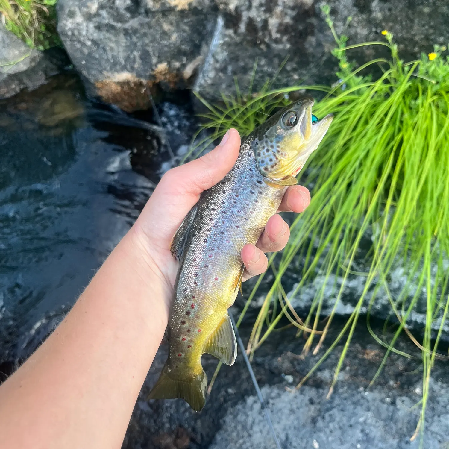 most liked catch image