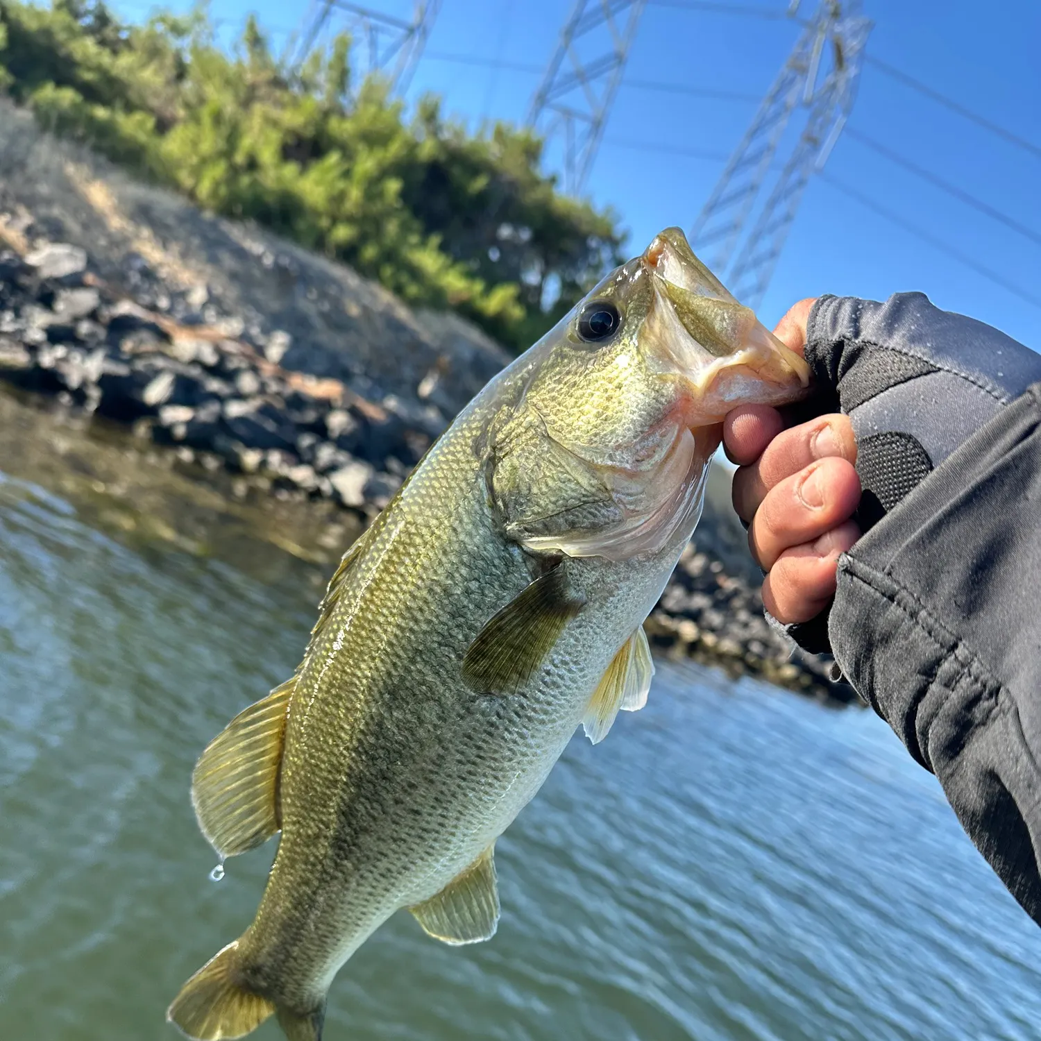 Largemouth bass caught on Fishbrain