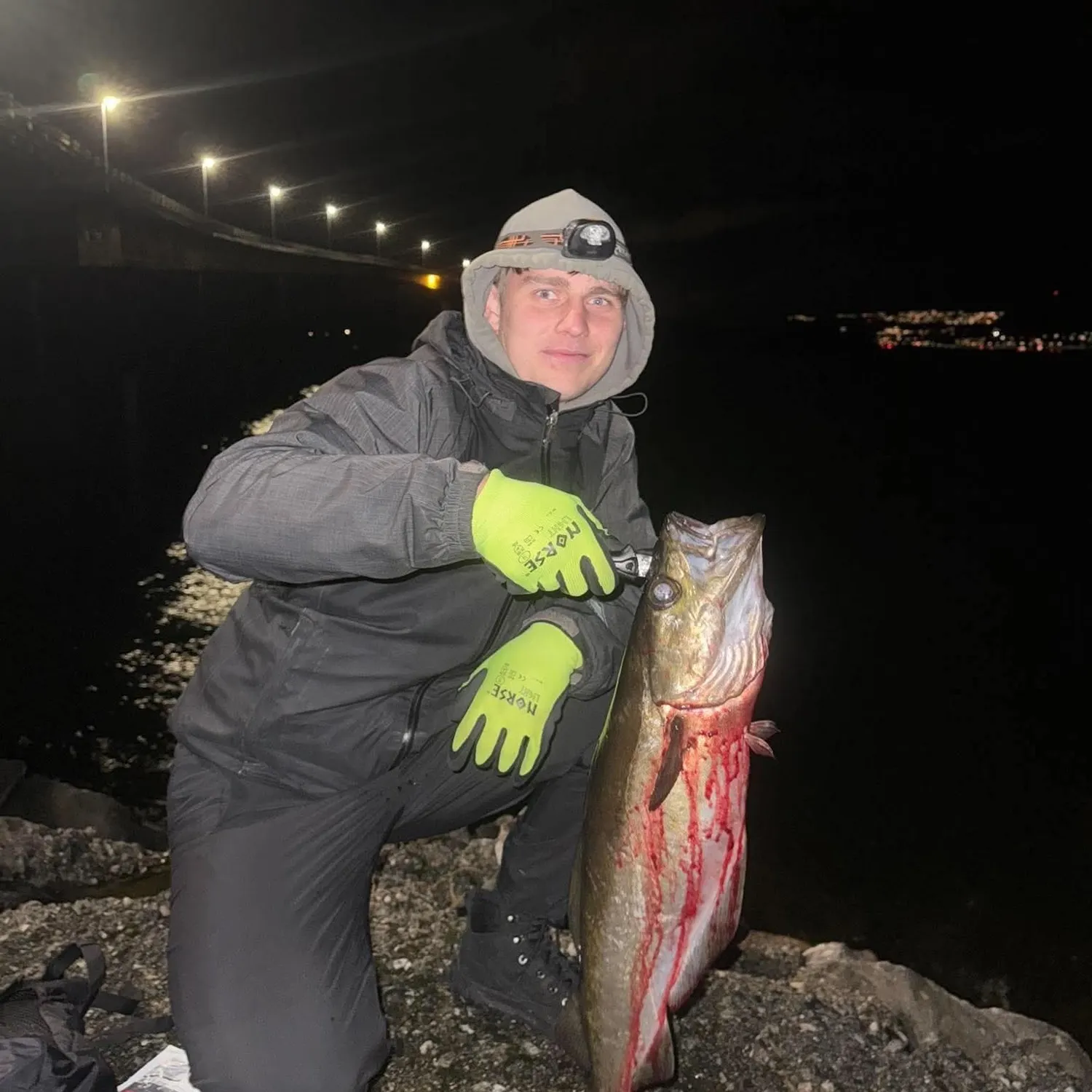 Atlantic pollock caught on Fishbrain