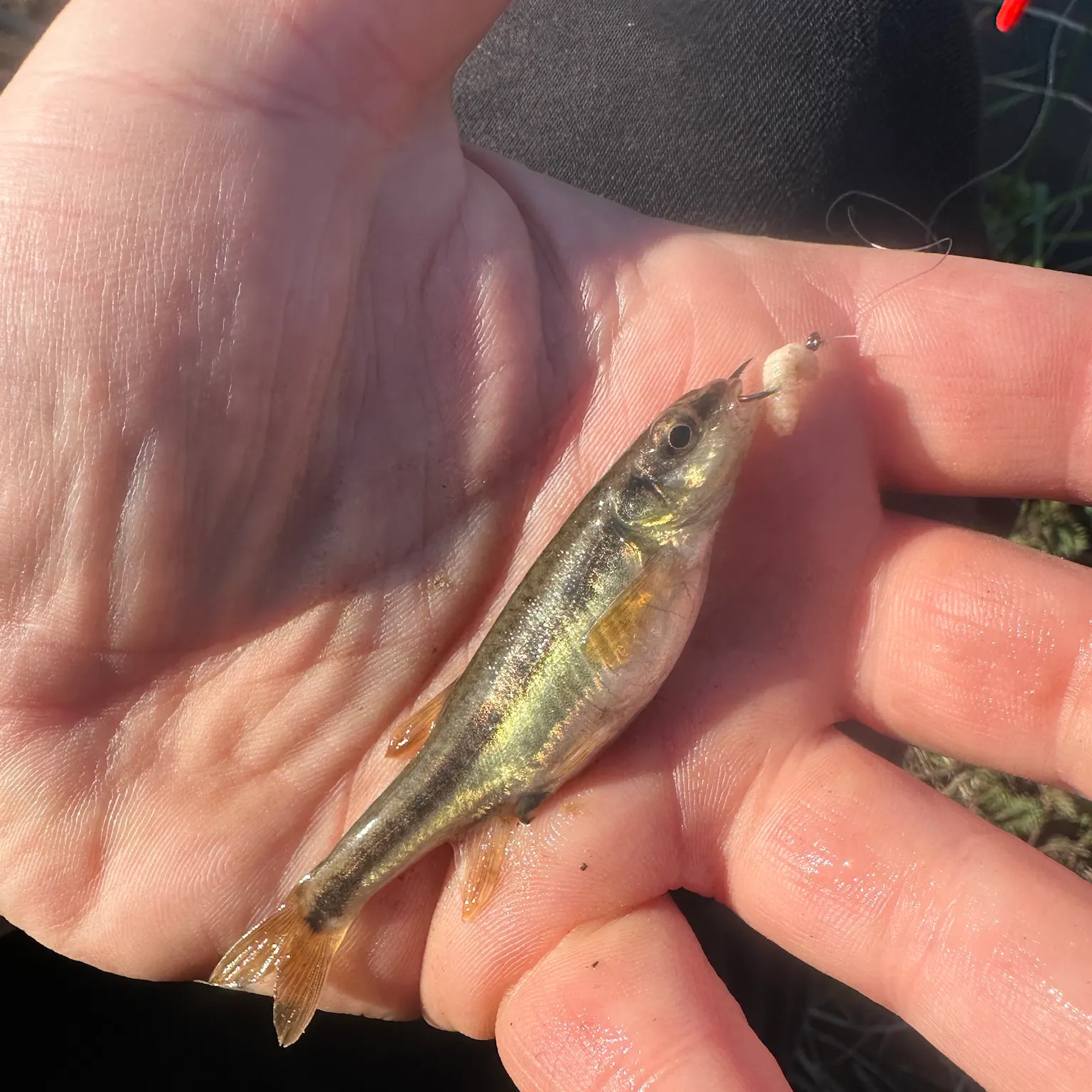 The most recent Eurasian minnow catches on Fishbrain