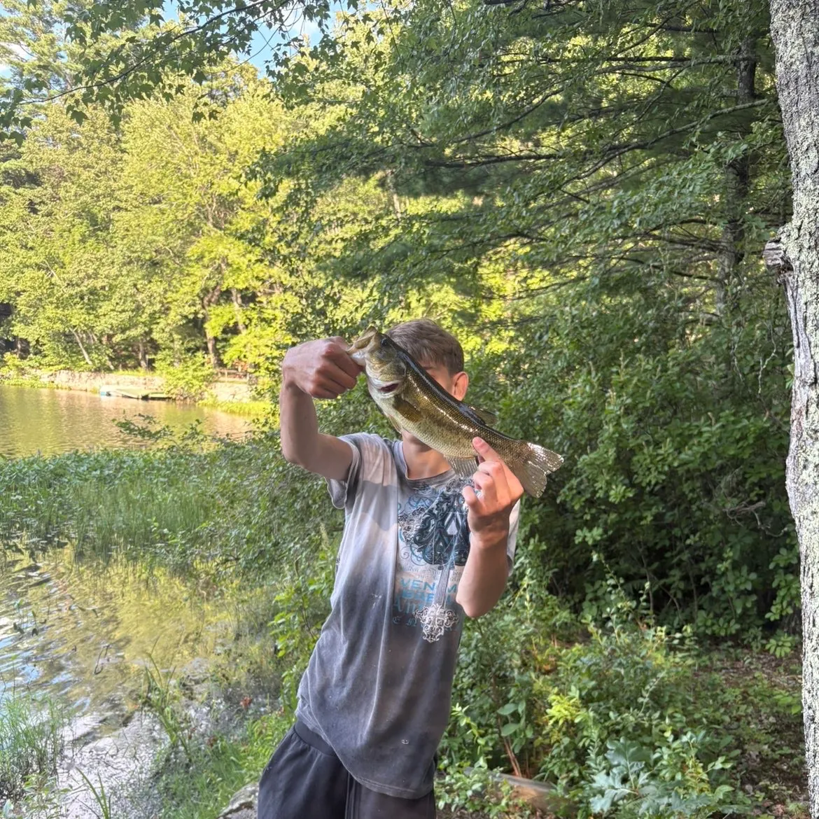 Largemouth bass caught on Fishbrain