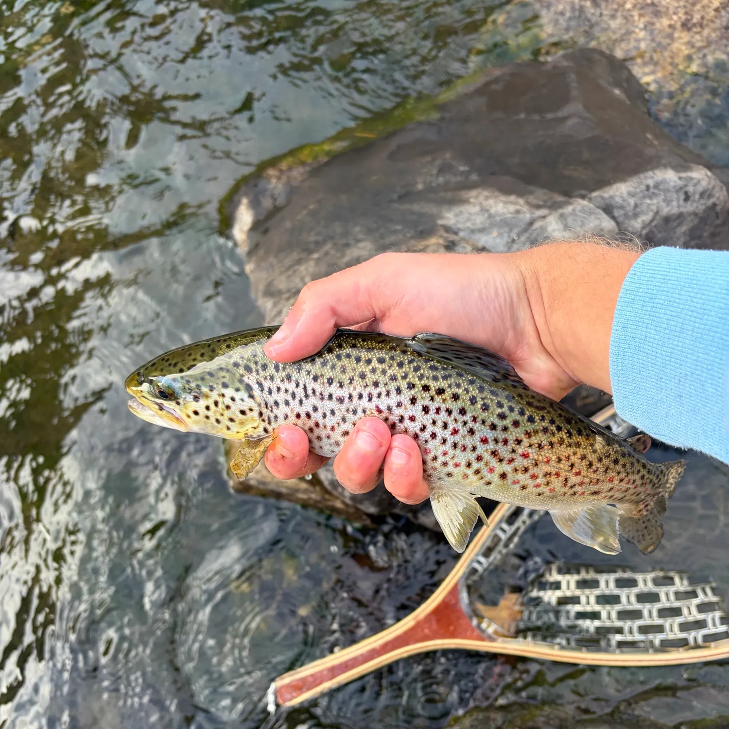 Brown trout caught on Fishbrain