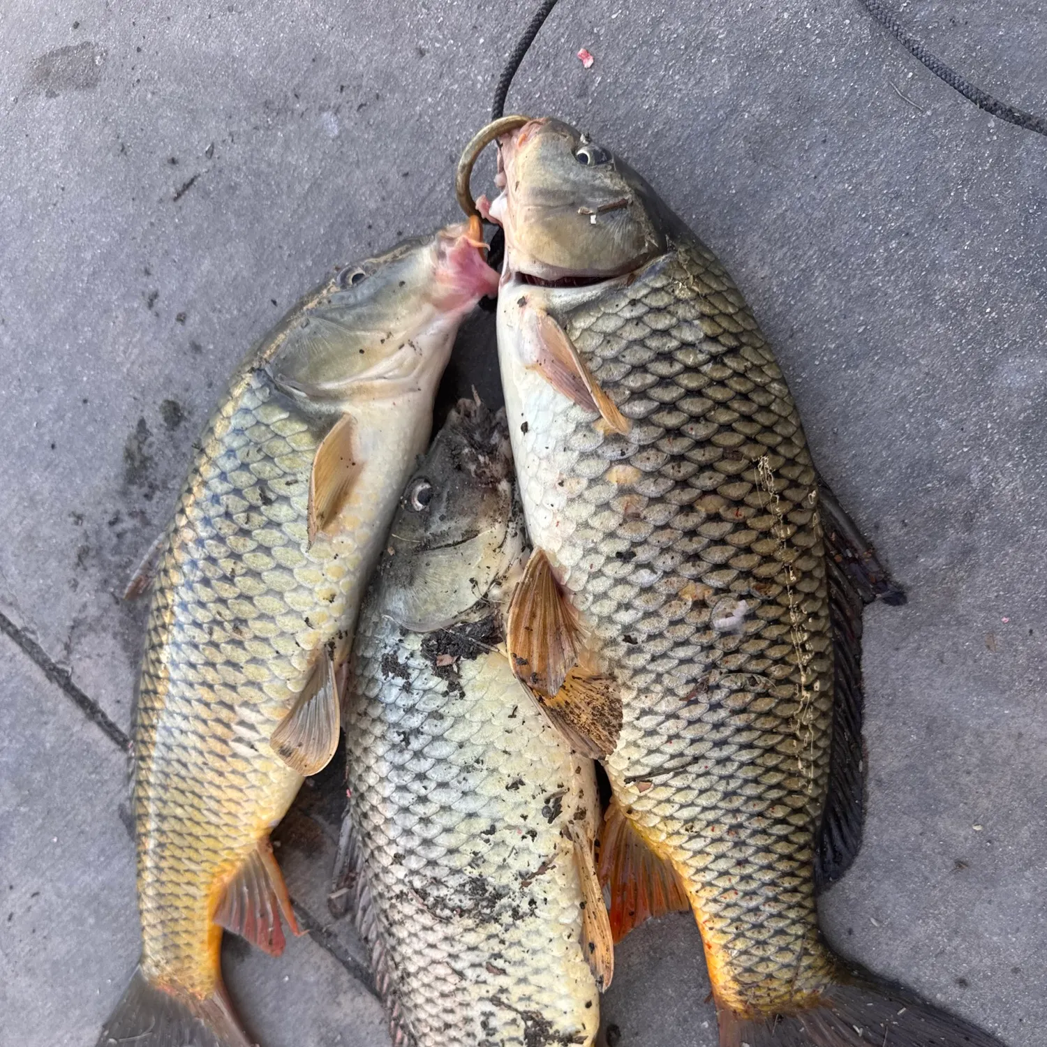 recently logged catches