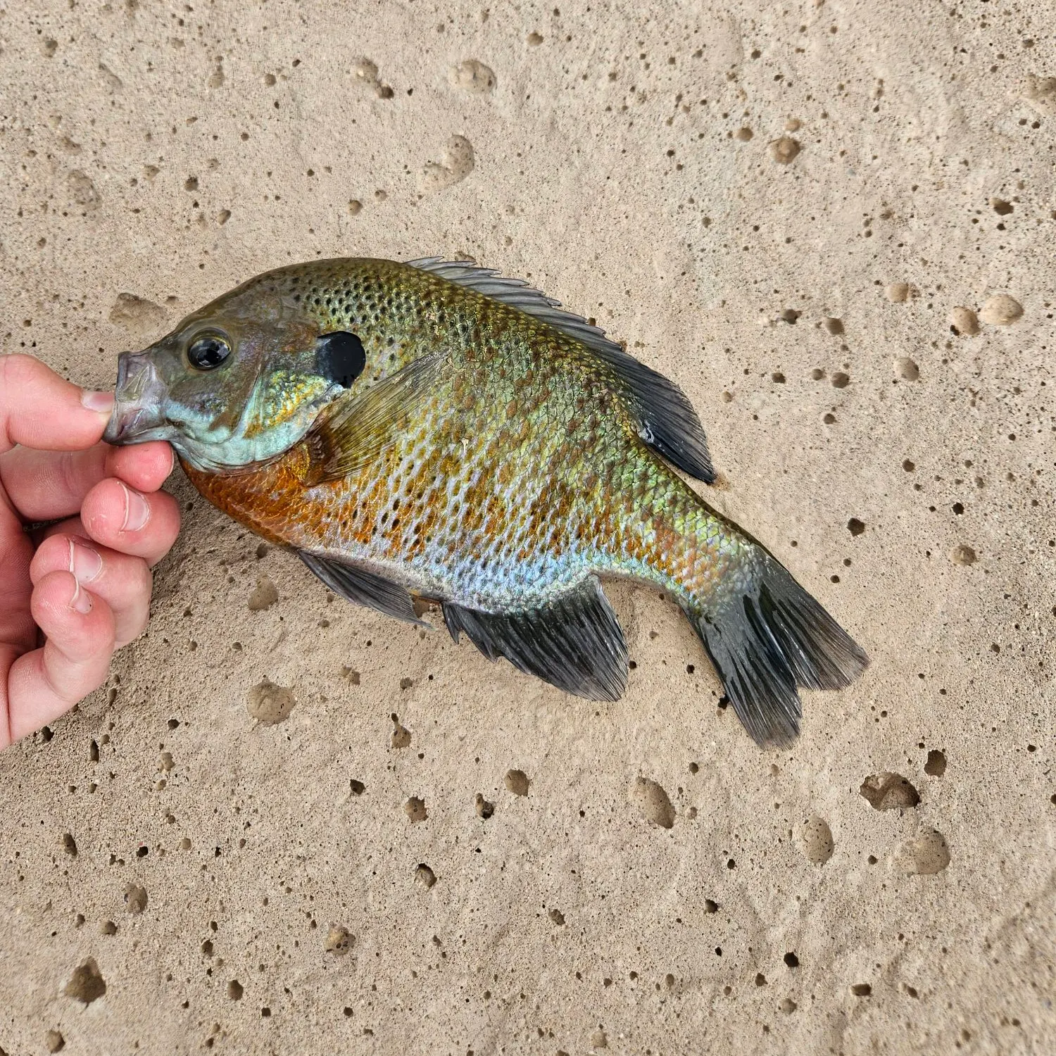 Bluegill caught on Fishbrain