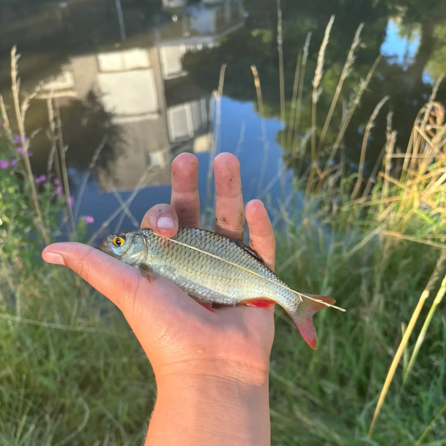 The most recent Common rudd catches on Fishbrain