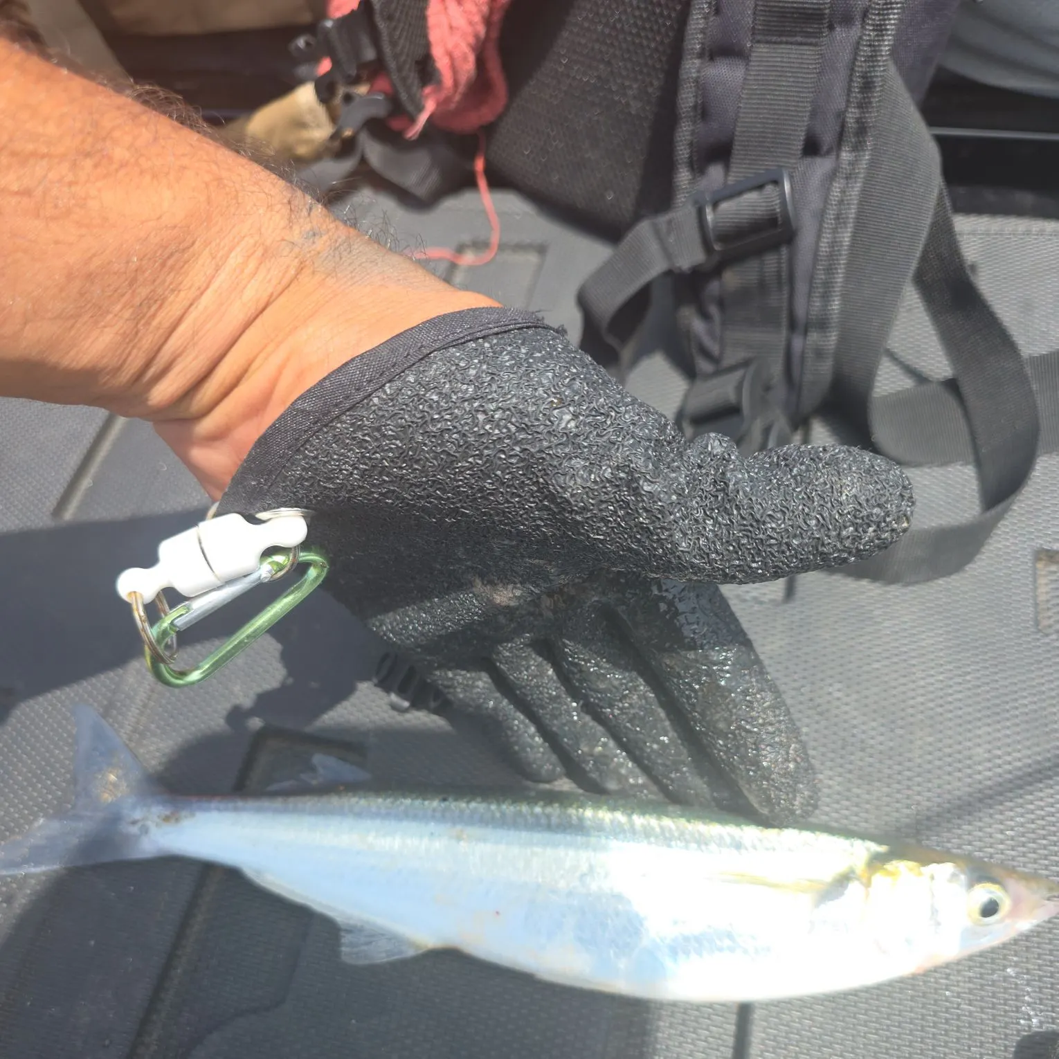 The most recent Hickory shad catches on Fishbrain