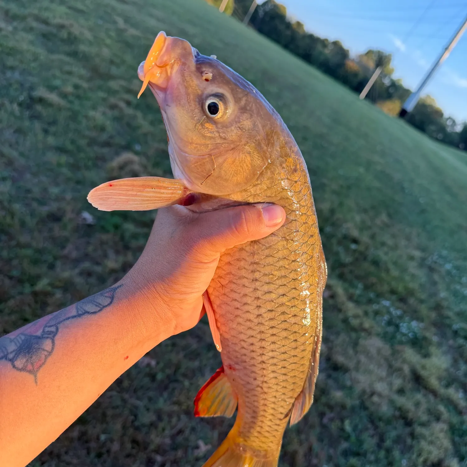 Common carp caught on Fishbrain