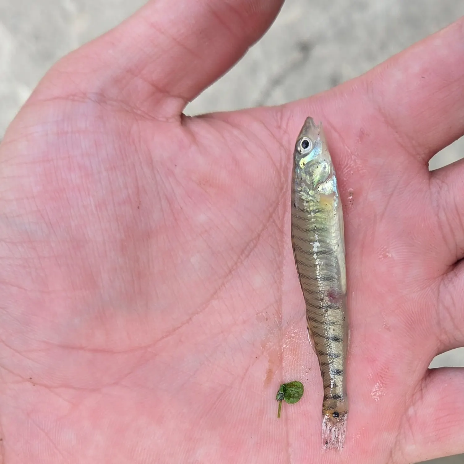 The most recent Common logperch catches on Fishbrain
