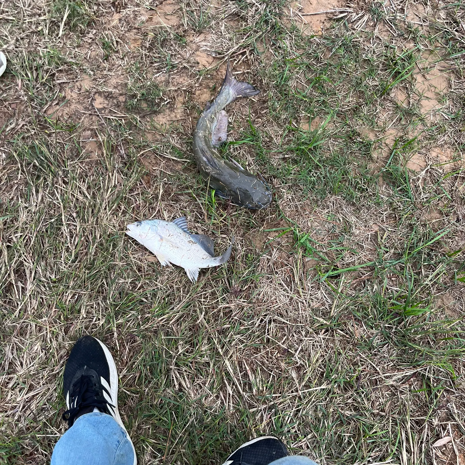 The most recent Freshwater drum catches on Fishbrain