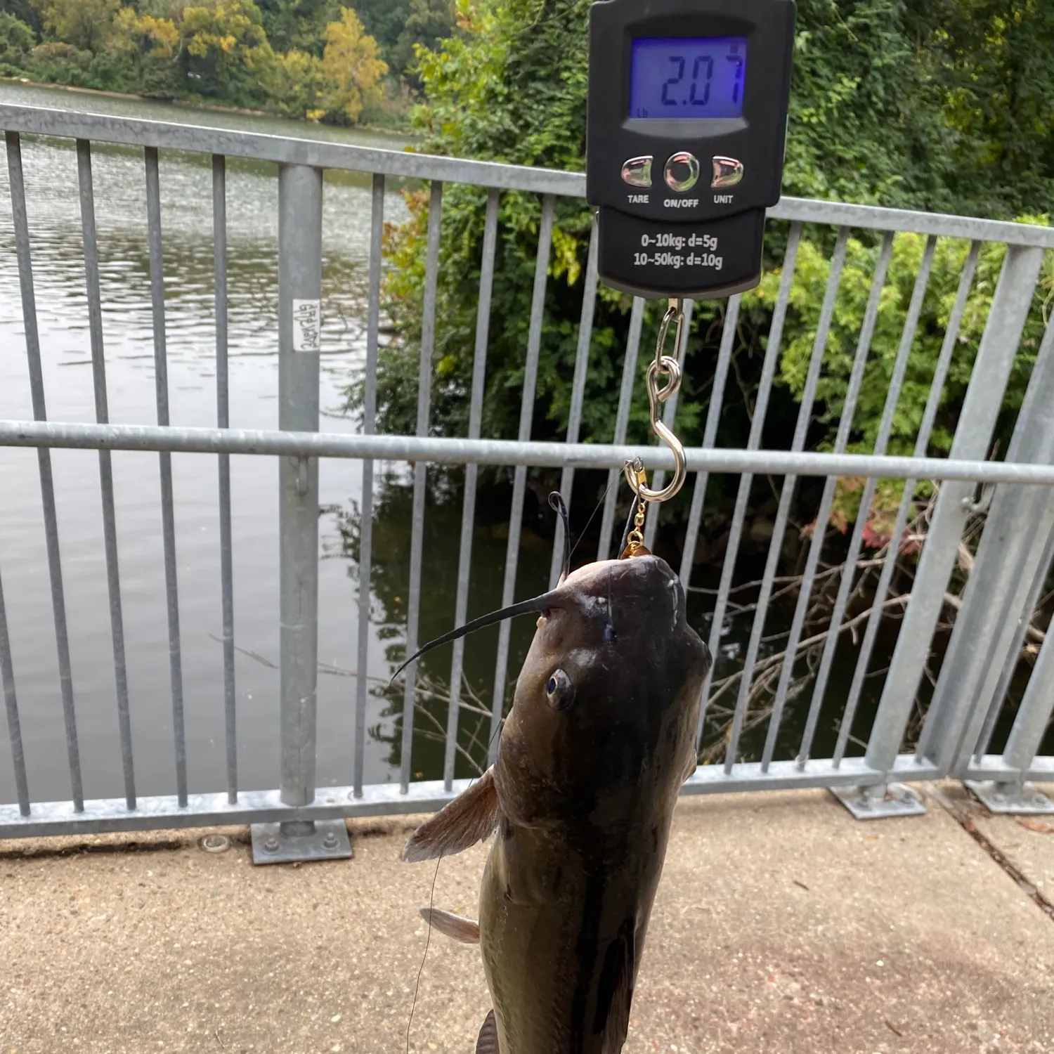Channel catfish caught on Fishbrain