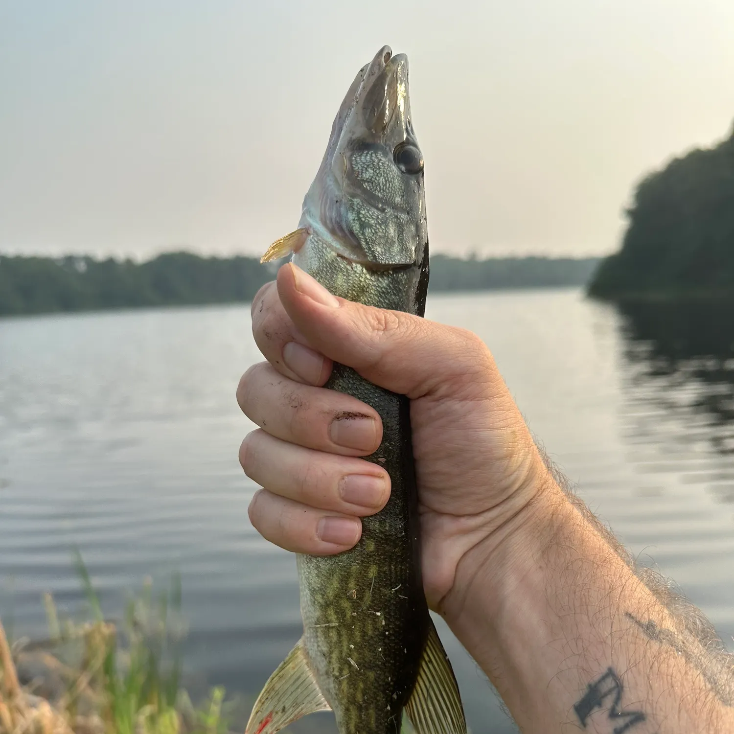 The most recent Grass pickerel catches on Fishbrain