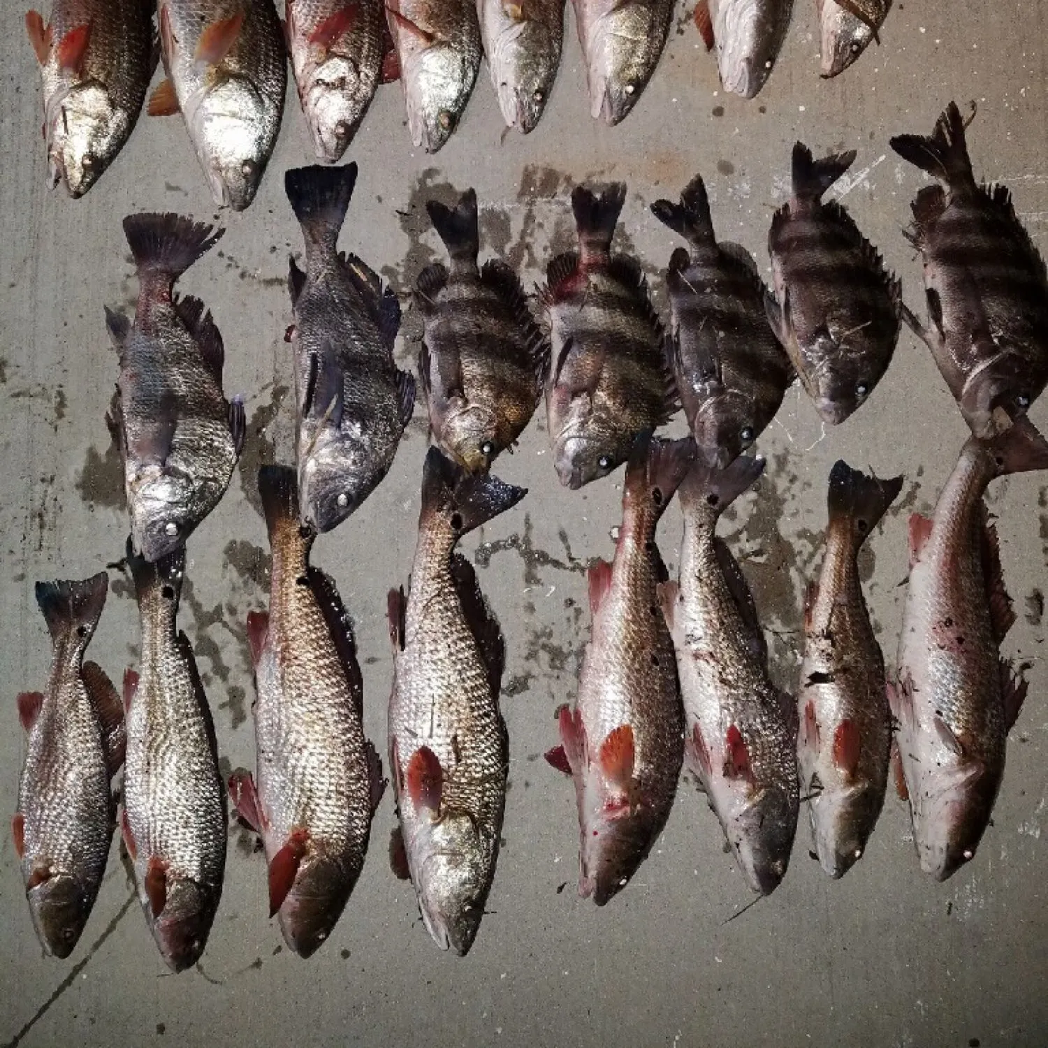 recently logged catches
