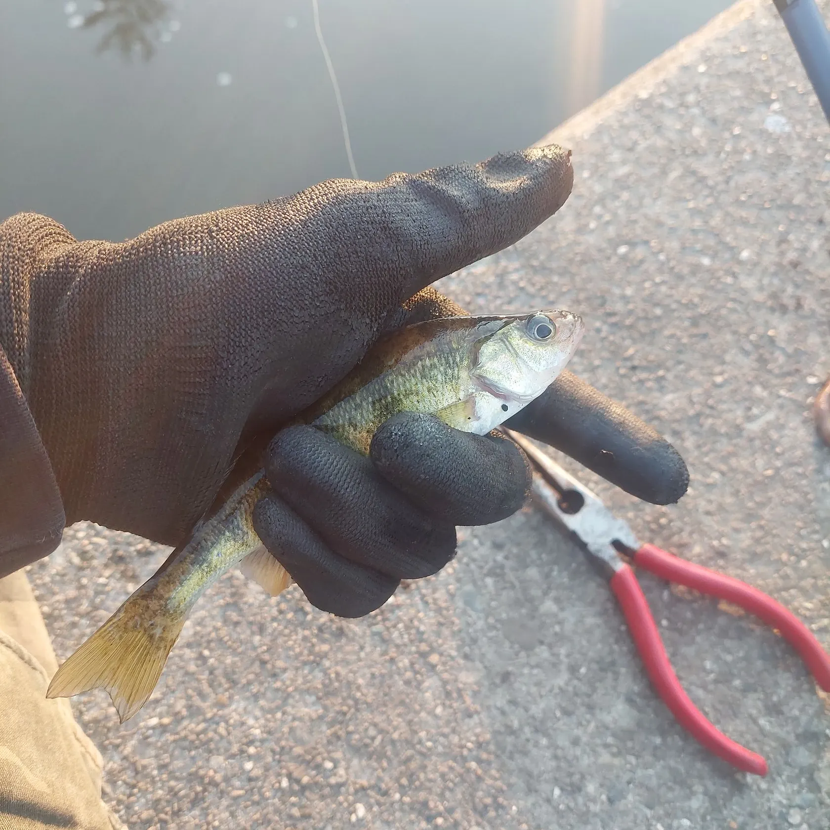 The most recent Yellow perch catches on Fishbrain