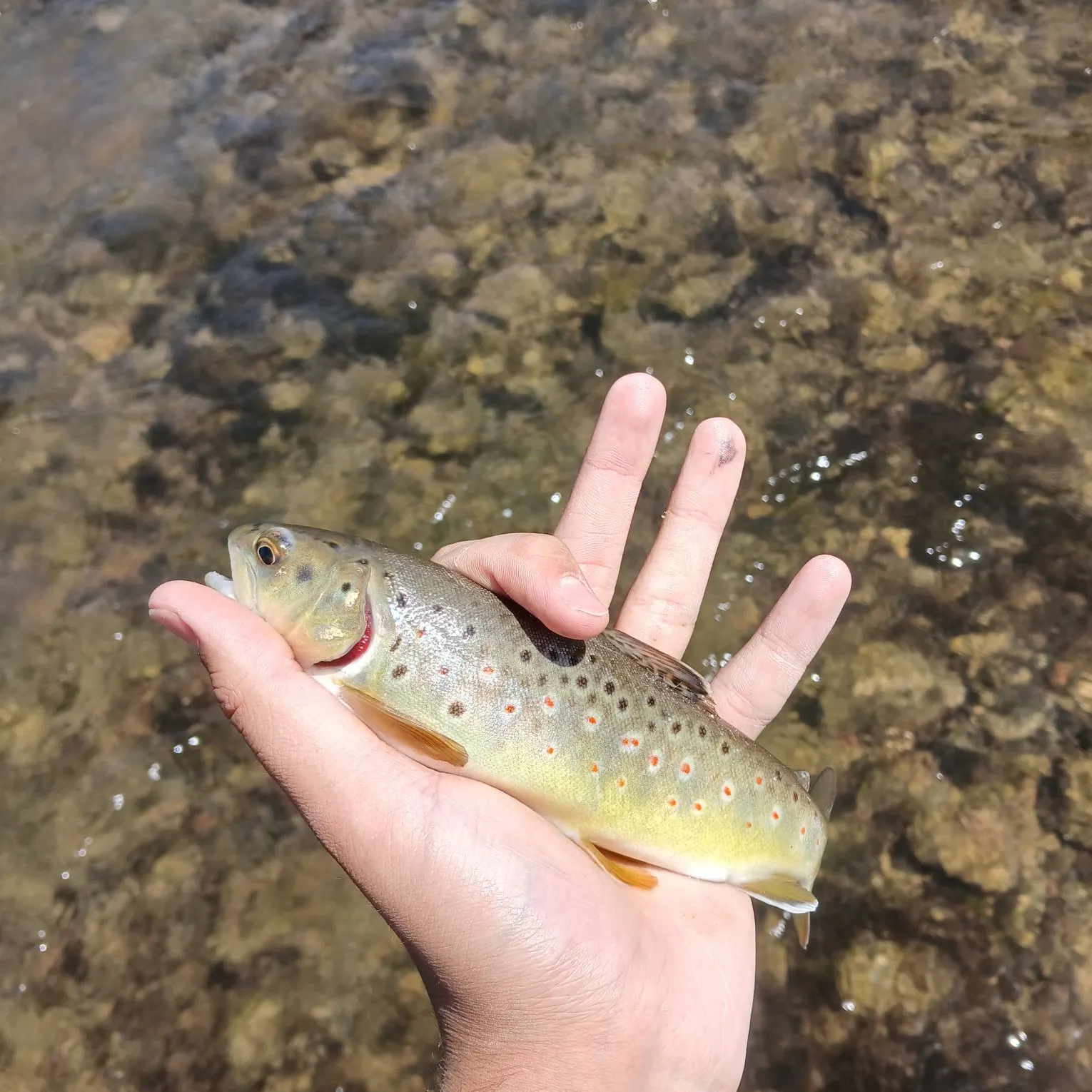 The most recent Bala shark catches on Fishbrain