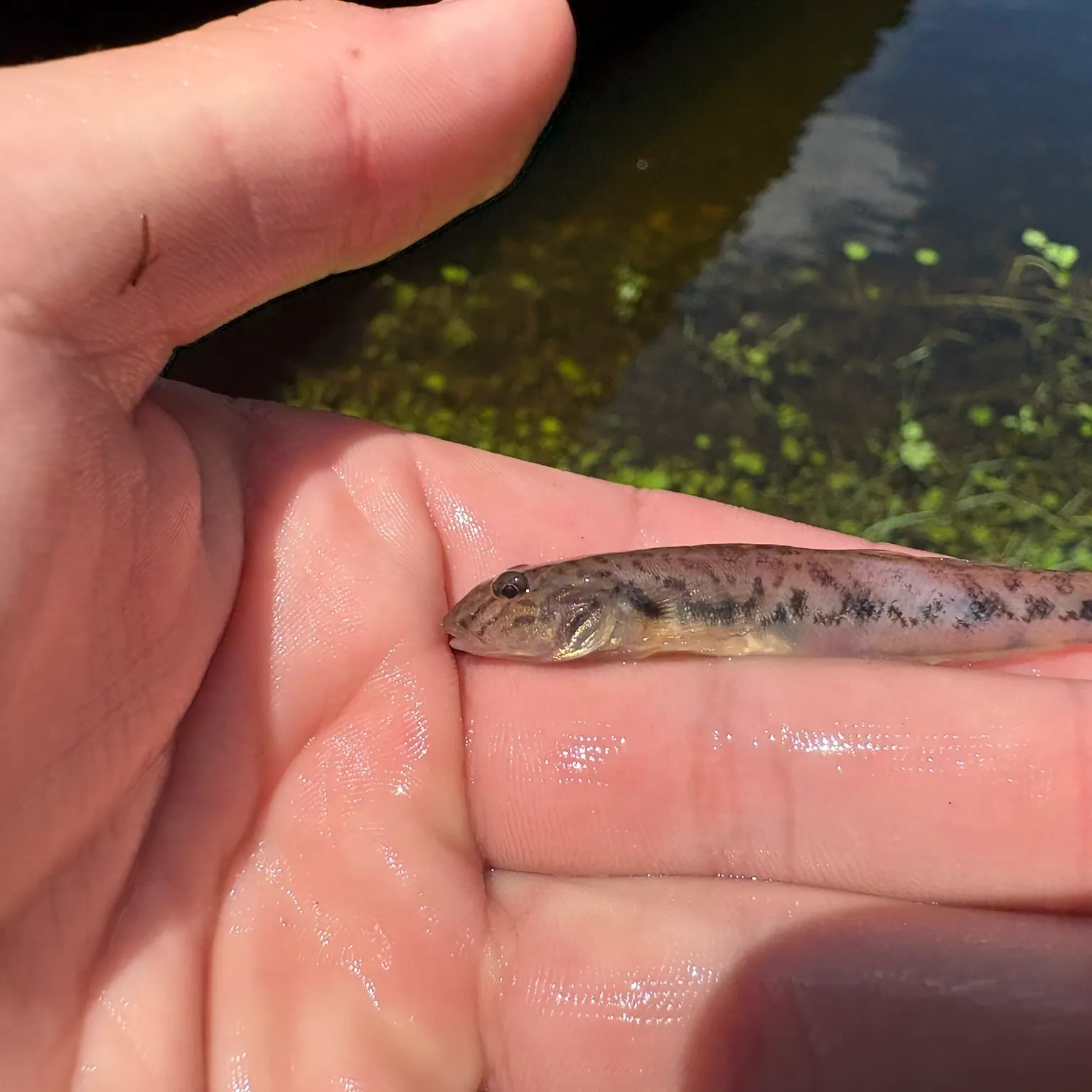 The most recent Swamp darter catches on Fishbrain