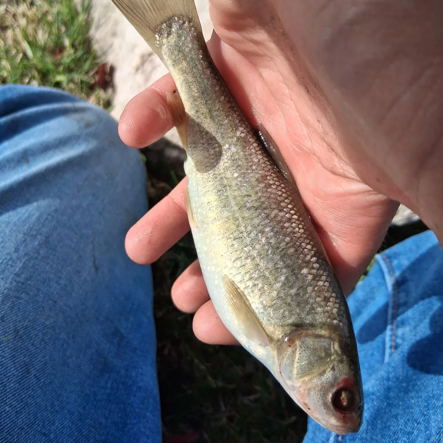 The most recent Utah chub catches on Fishbrain