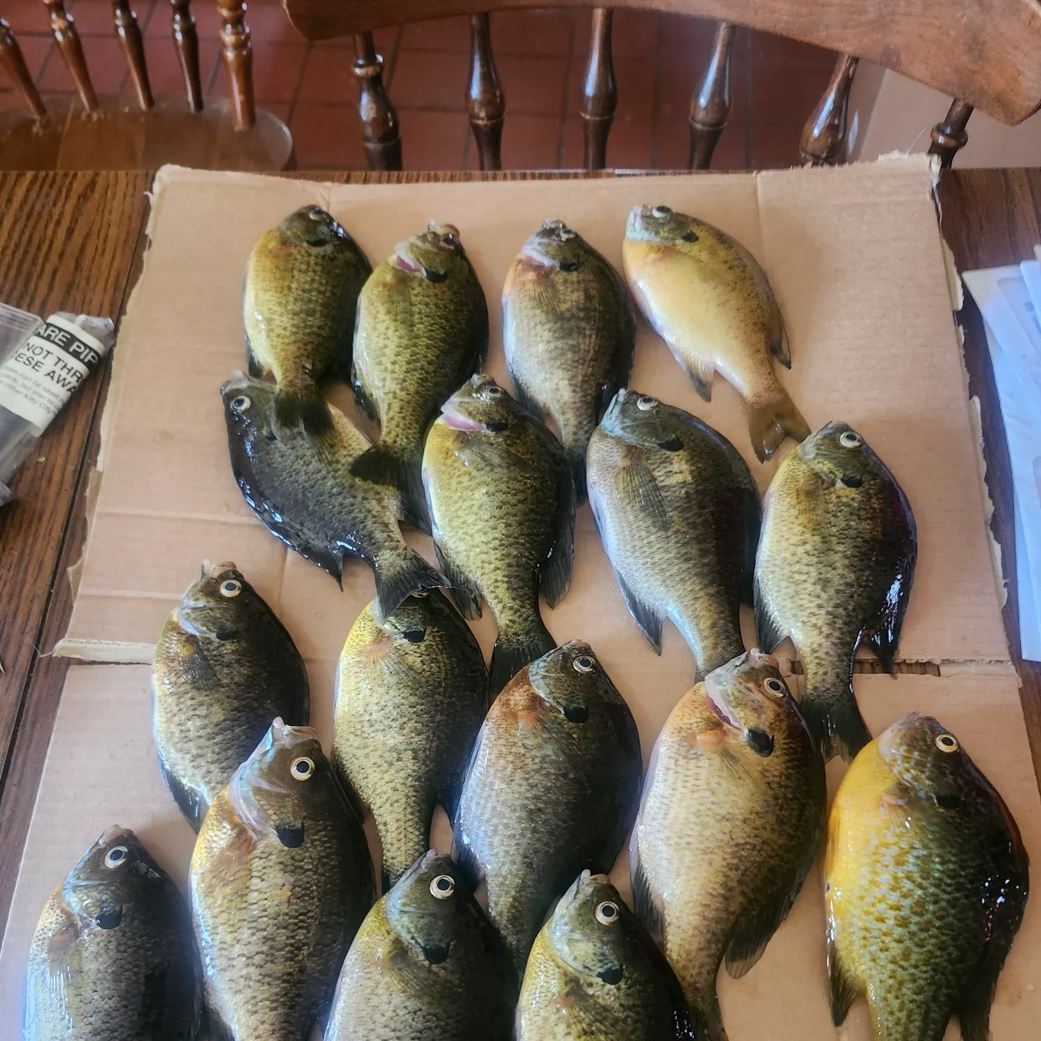 recently logged catches